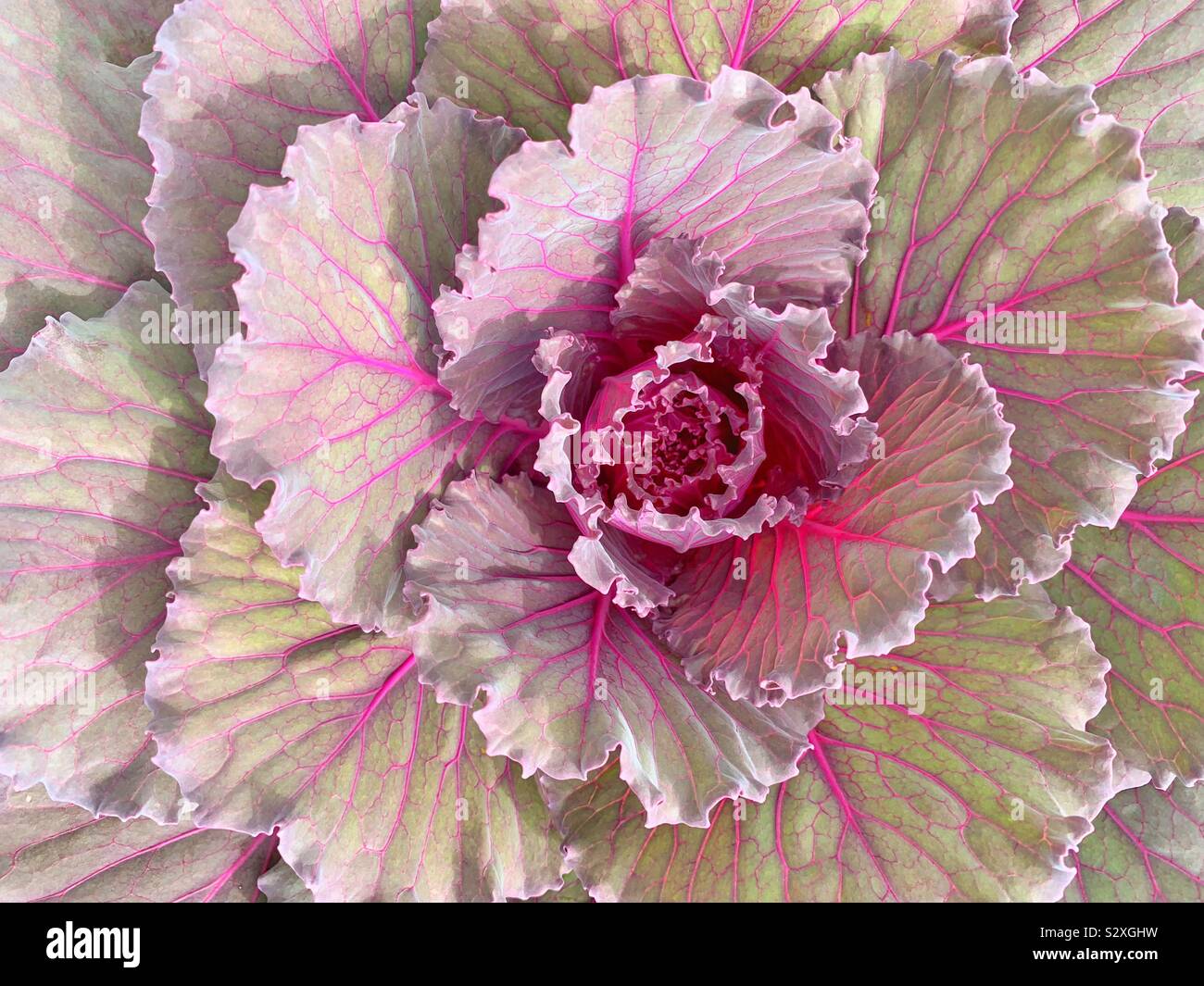 Cabbage head in full bloom Stock Photo Alamy