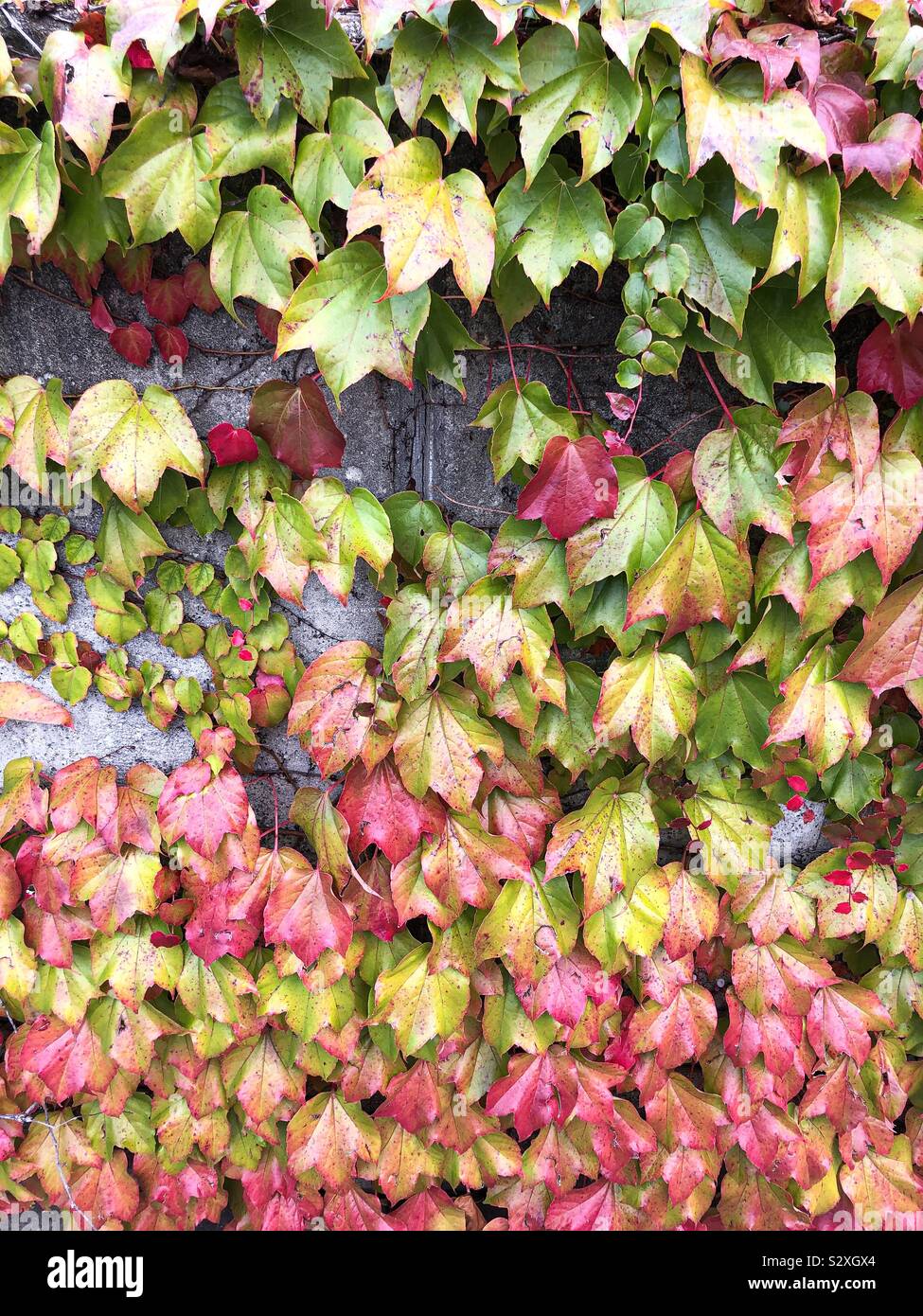 Autumn is here Stock Photo