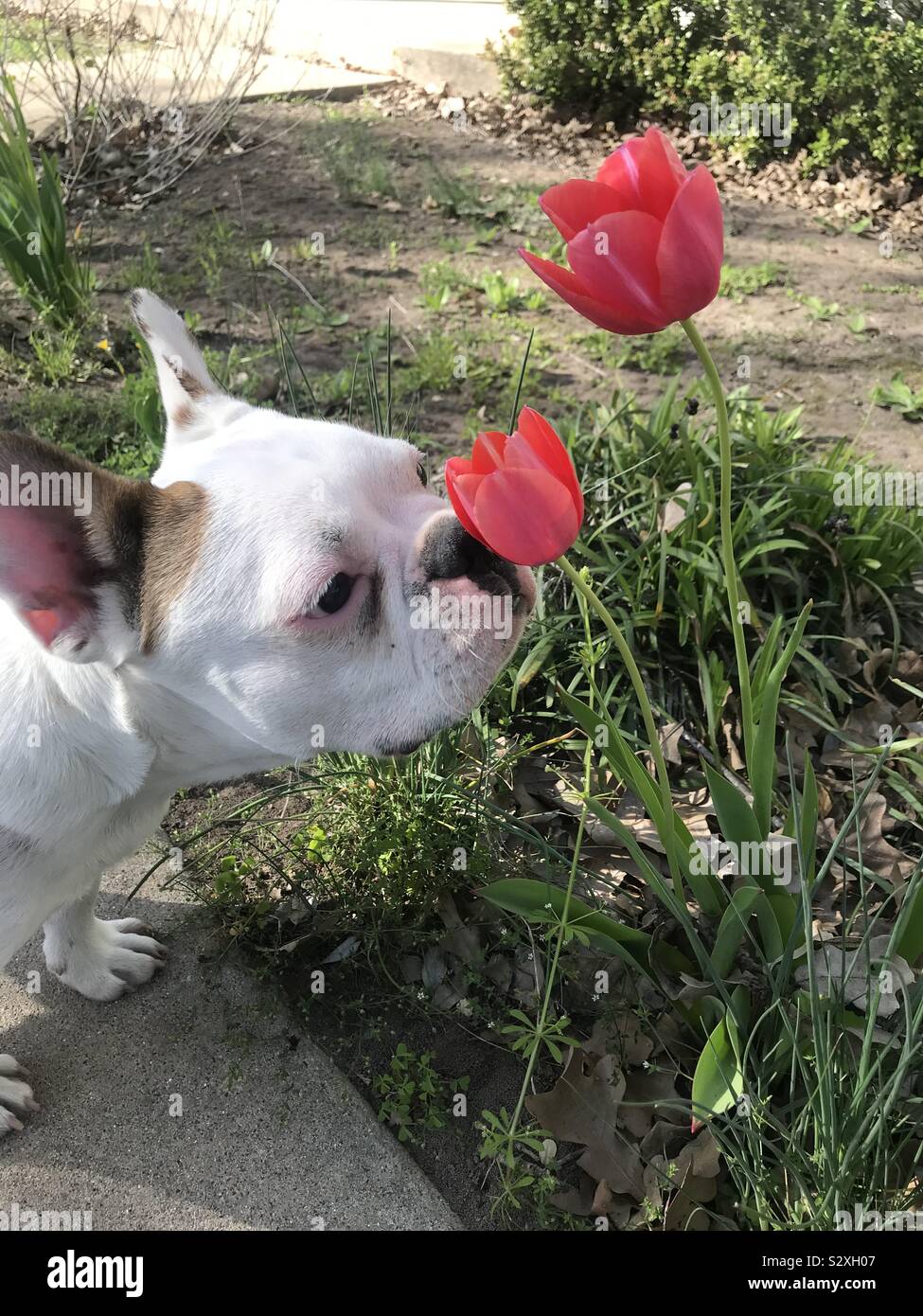 An inquisitive bulldog with a Chanel dog collar looks to camera as the dog  walker chats to a friend on a sunny spring day Stock Photo - Alamy