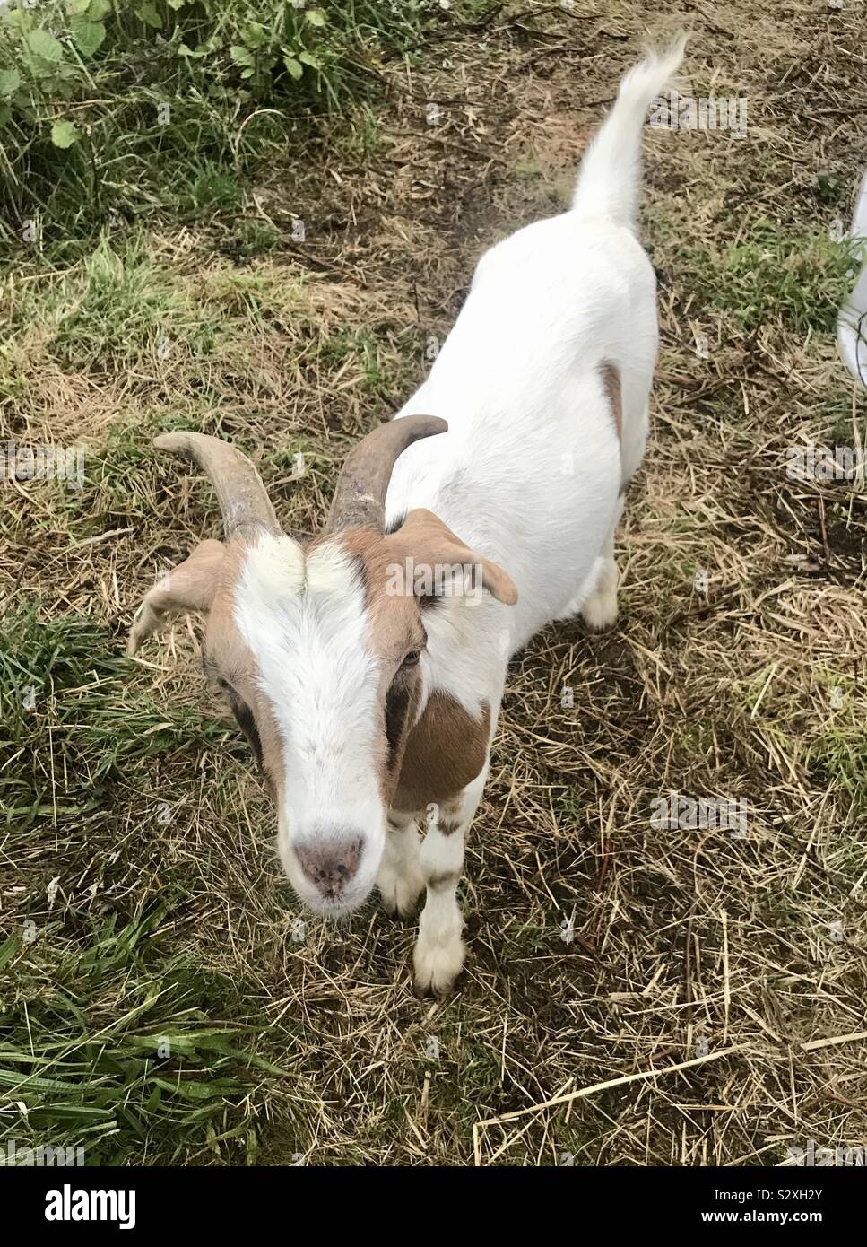 Street goats bristol Stock Photo