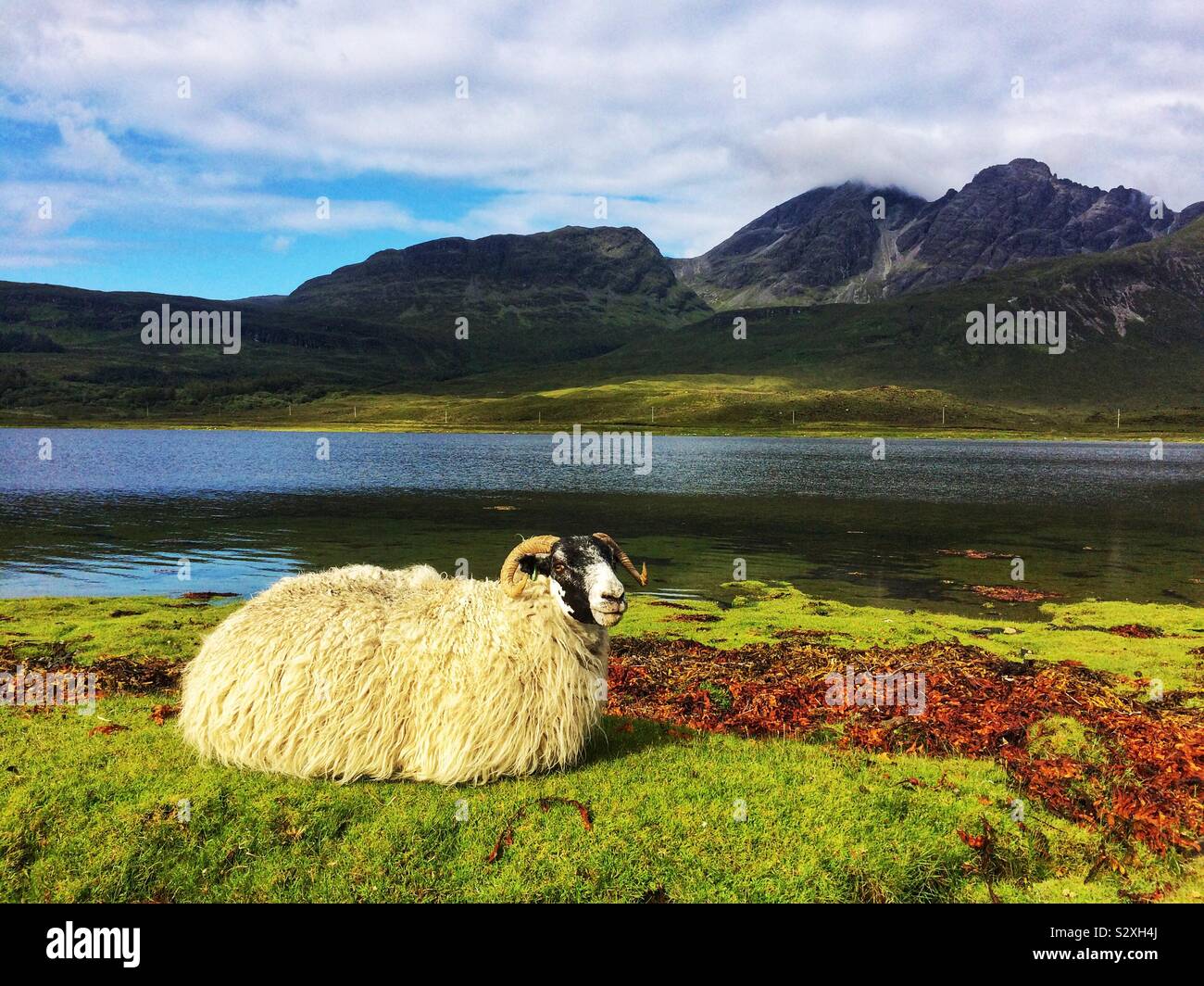 Scottish Blackface sheep, Isle of Skye, Scotland, United Kingdom - Smartphone Captured Stock Image
