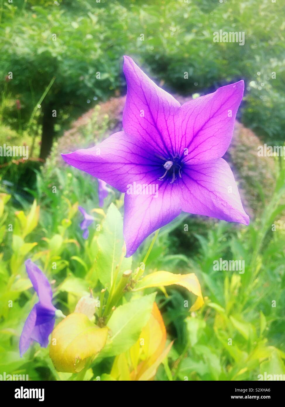 Violet Platycodon balloon flower - Smartphone Captured Stock Image