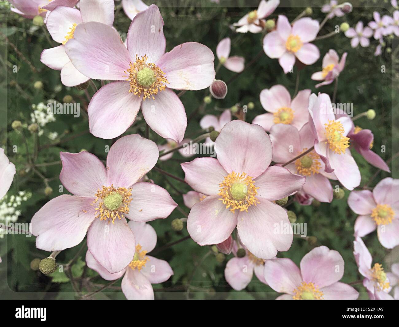 Pink flowers blooming on a peaceful autumn afternoon, USA - Smartphone Captured Stock Image