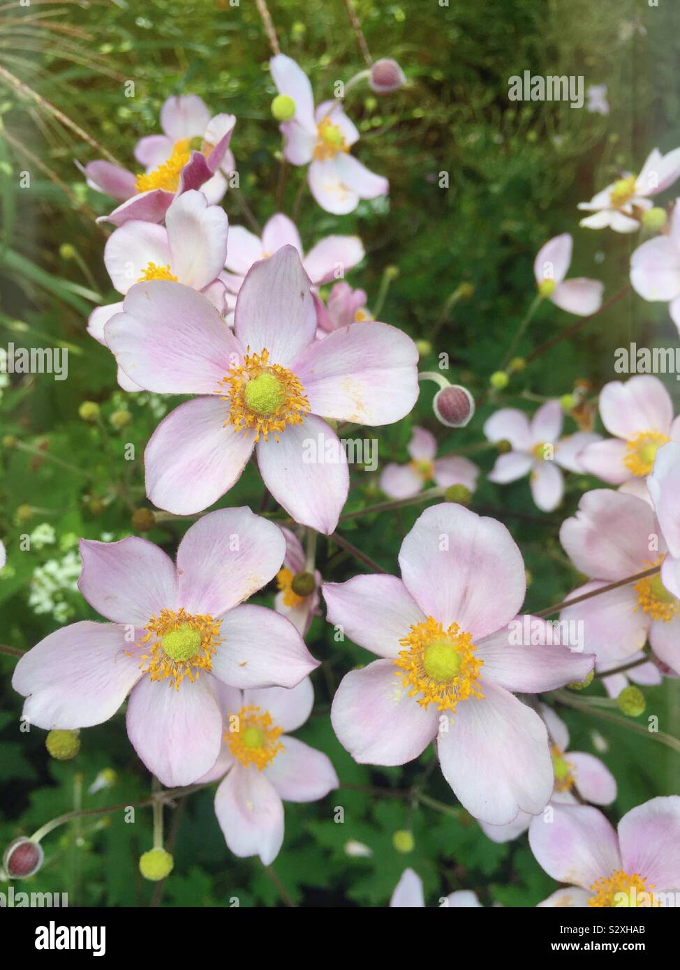 Pale pink flowers blooming on a peaceful autumn afternoon in the United States of America - Smartphone Captured Stock Image