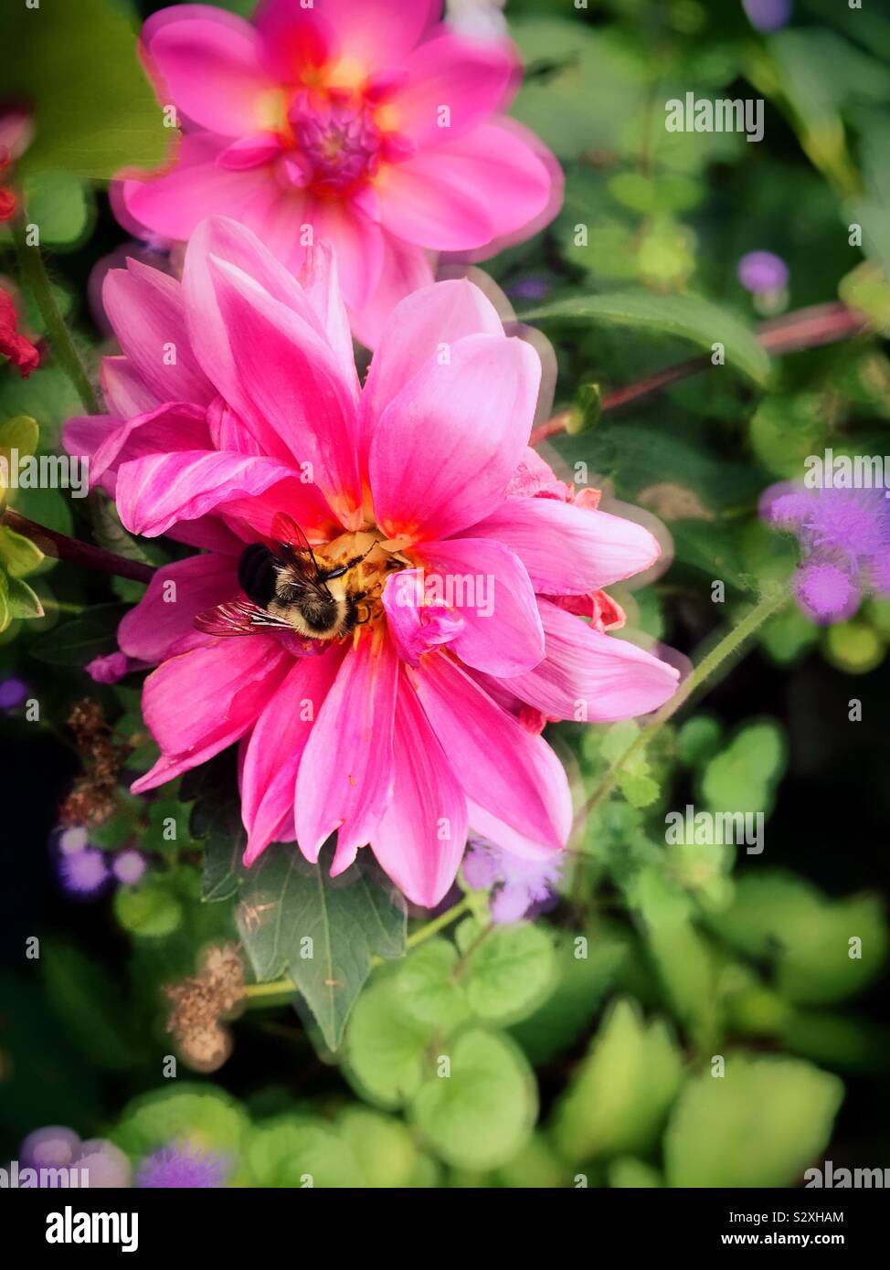 A honeybee working on a pink flower in a landscaped flower bed, USA - Smartphone Captured Stock Image
