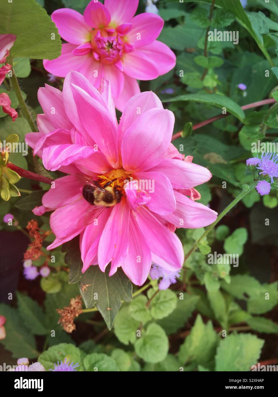 Hey honey be at work on a pink flower in a landscaped flower bed, USA - Smartphone Captured Stock Image