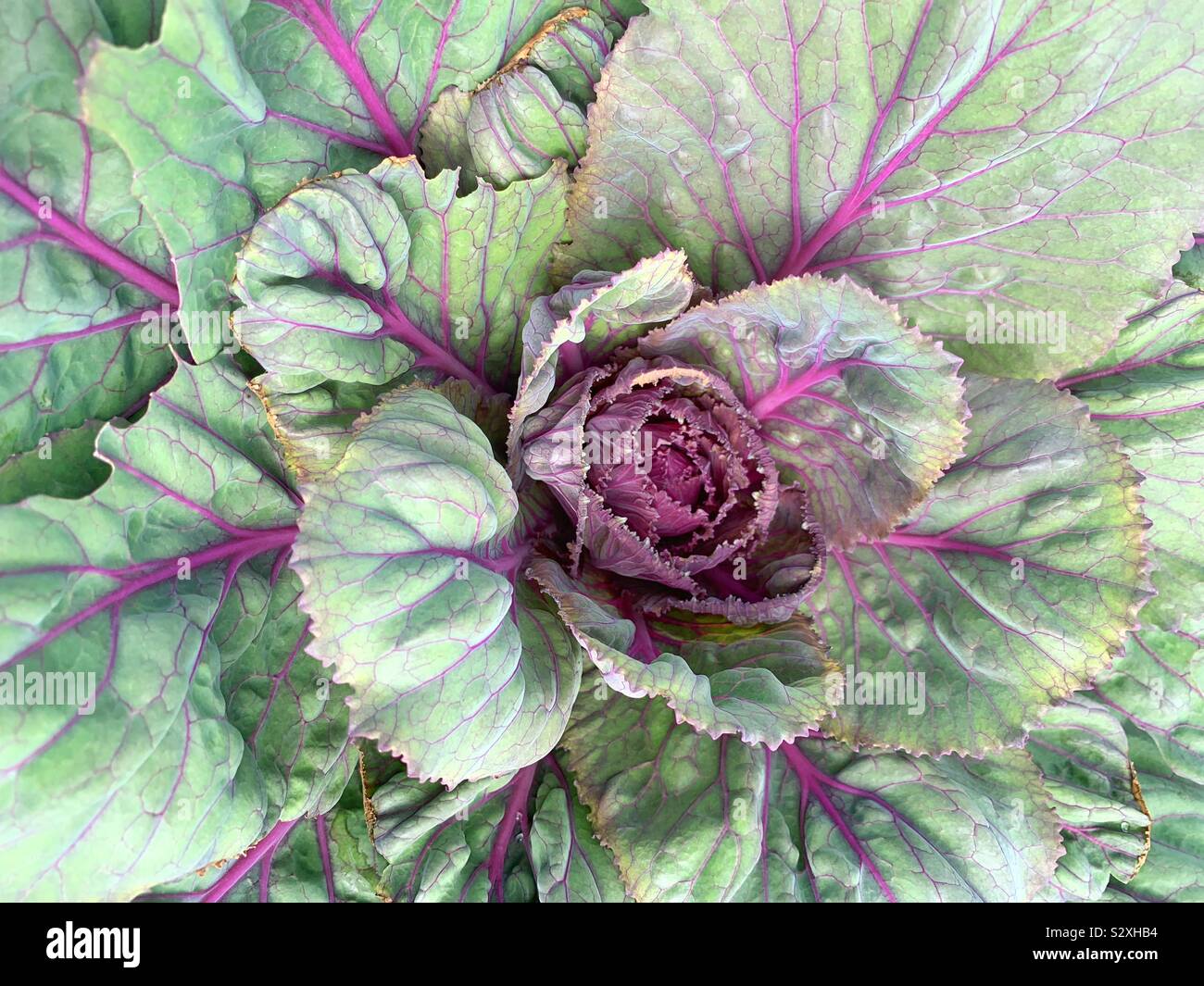 Huge beautiful cabbage head Stock Photo Alamy