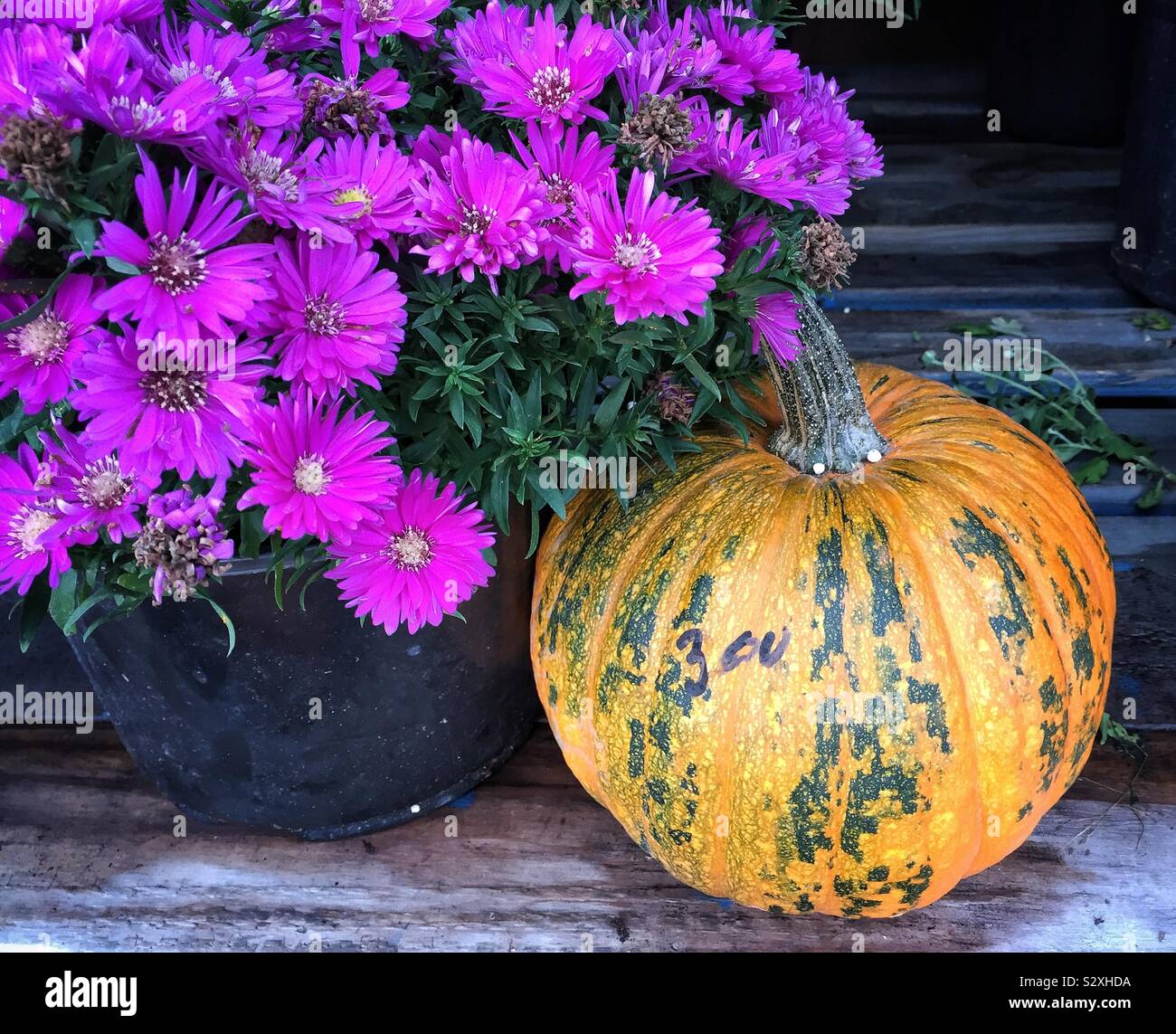 Autumn pumpkin and mums Stock Photo