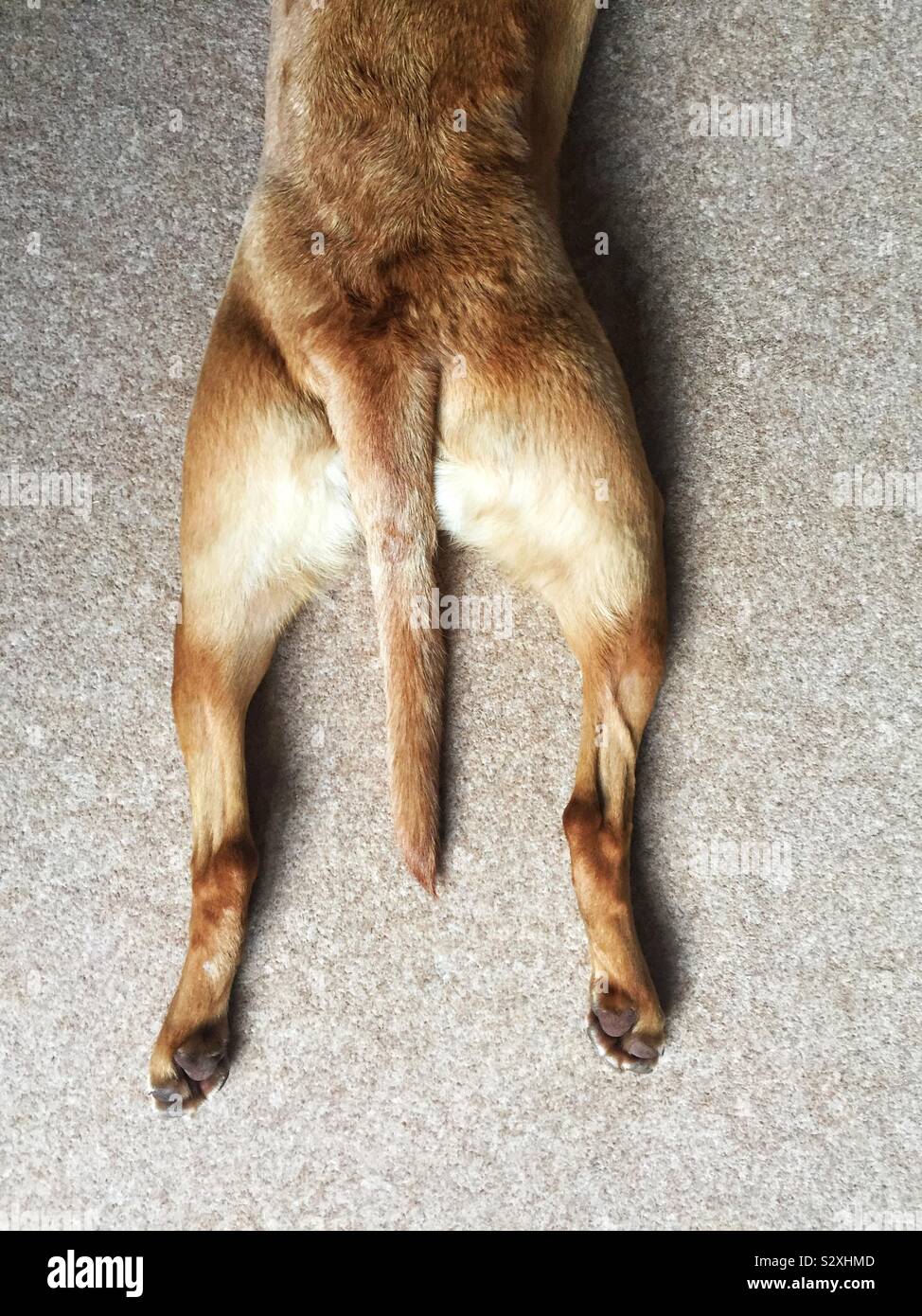 Looking down from above onto the back legs of a Labrador dog with its legs and tail splayed and stretched on the floor in a funny animal image Stock Photo