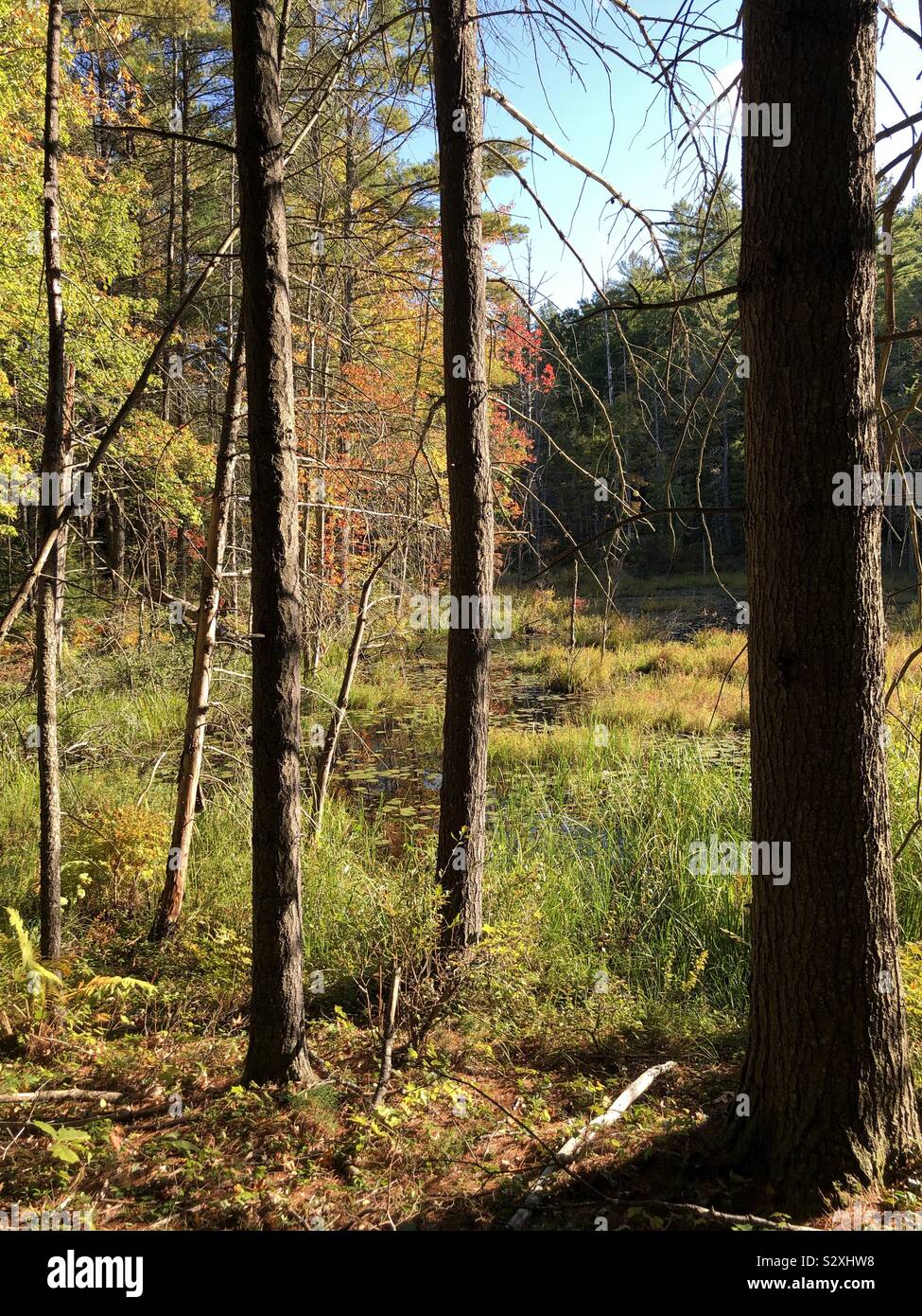 Colorful leaves on the trees in the marsh in the autumn Stock Photo