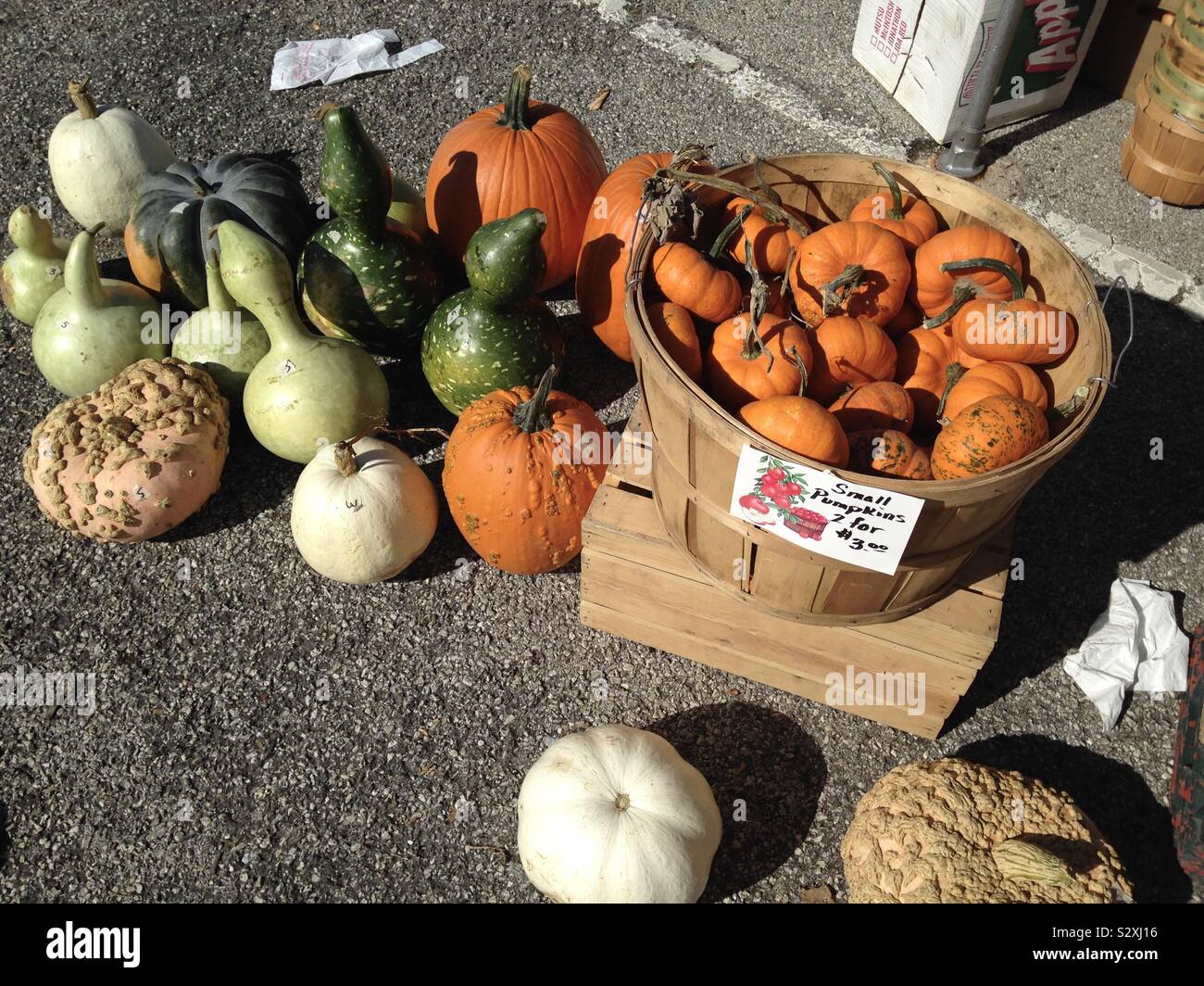 Bushel basket of mini pumpkins surrounded by colorful bottle gourds and