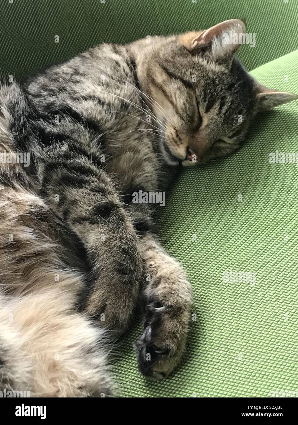 Sleeping cat on the armchair! Stock Photo Alamy