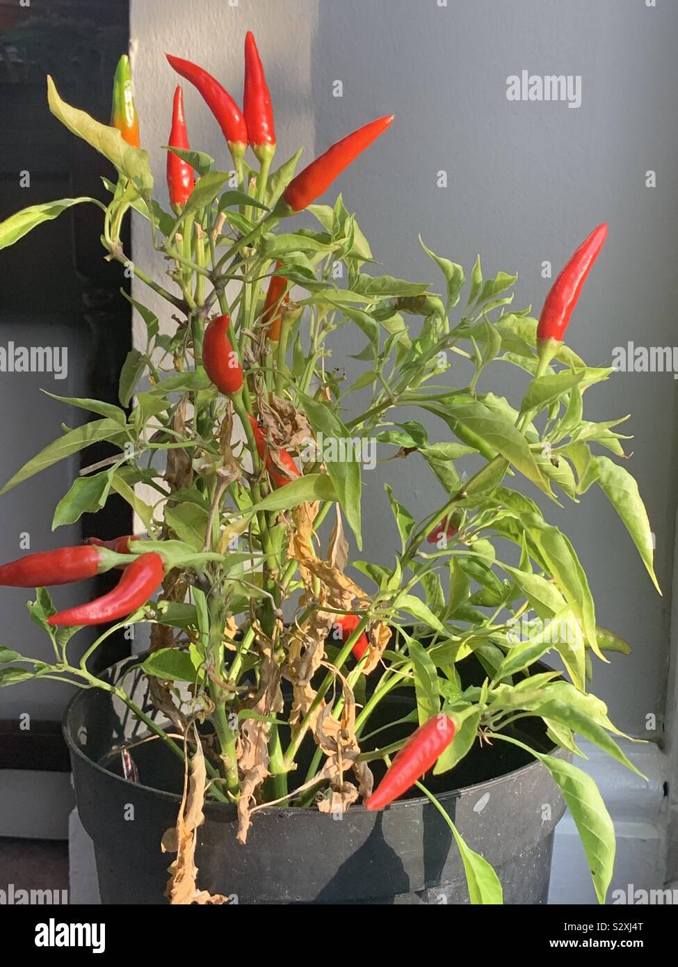 Chilli plant hi-res stock photography and images - Alamy