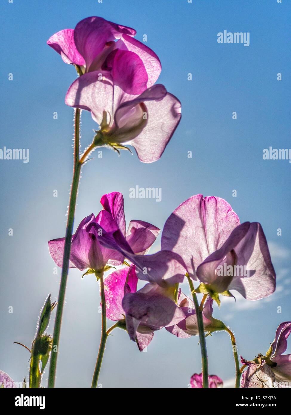 Sweet pea flowers against a blue sky. Stock Photo