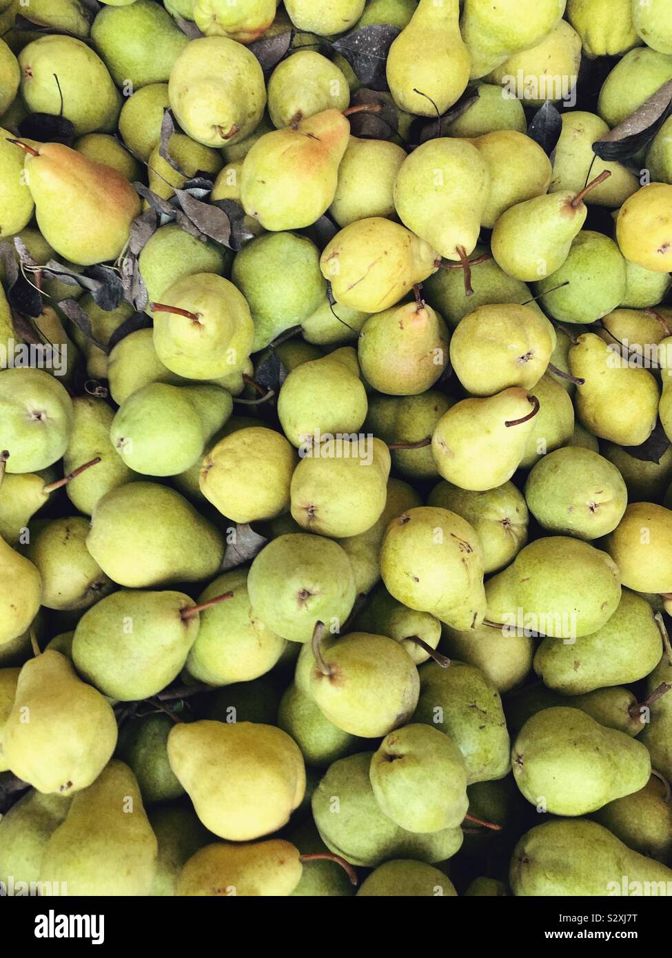 Harvest of Bartlett pears near Leavenworth, WA - Smartphone Captured Stock Image