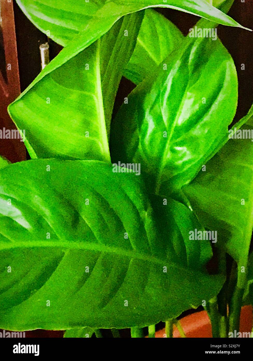 Plant up close hi-res stock photography and images - Alamy