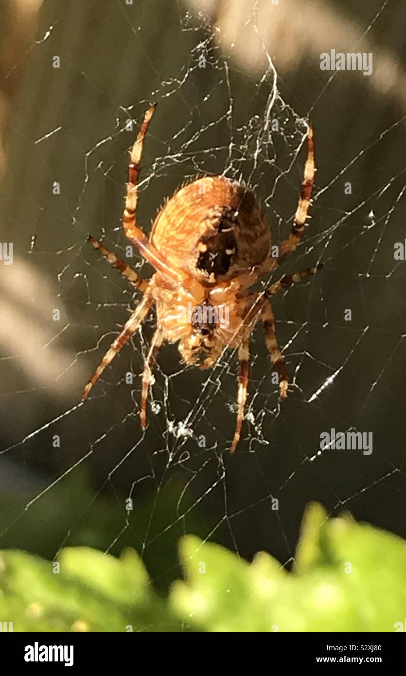 I spied a spider Stock Photo