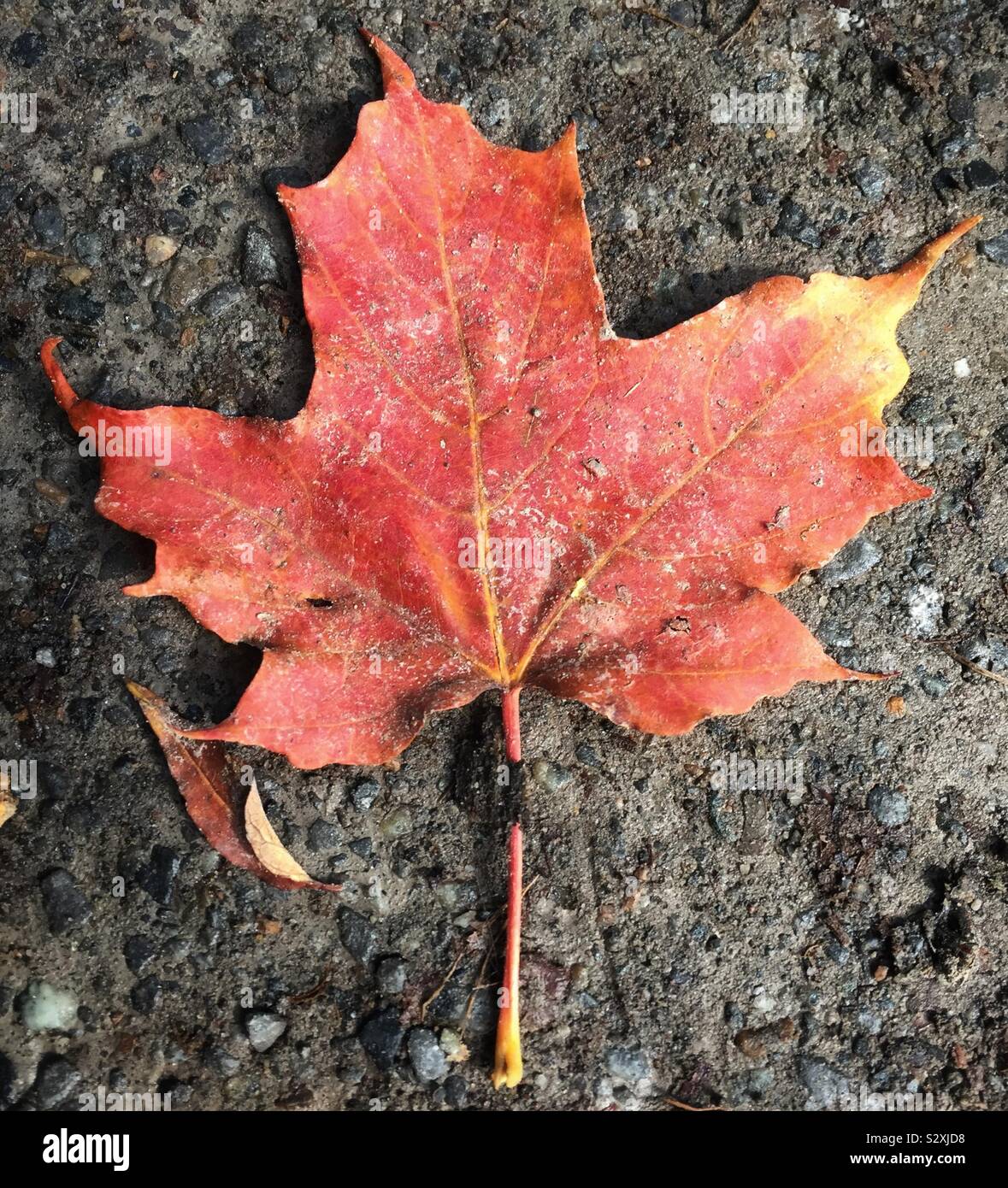 Maple leaf fallen onto dusty ground in autumn - Smartphone Captured Stock Image