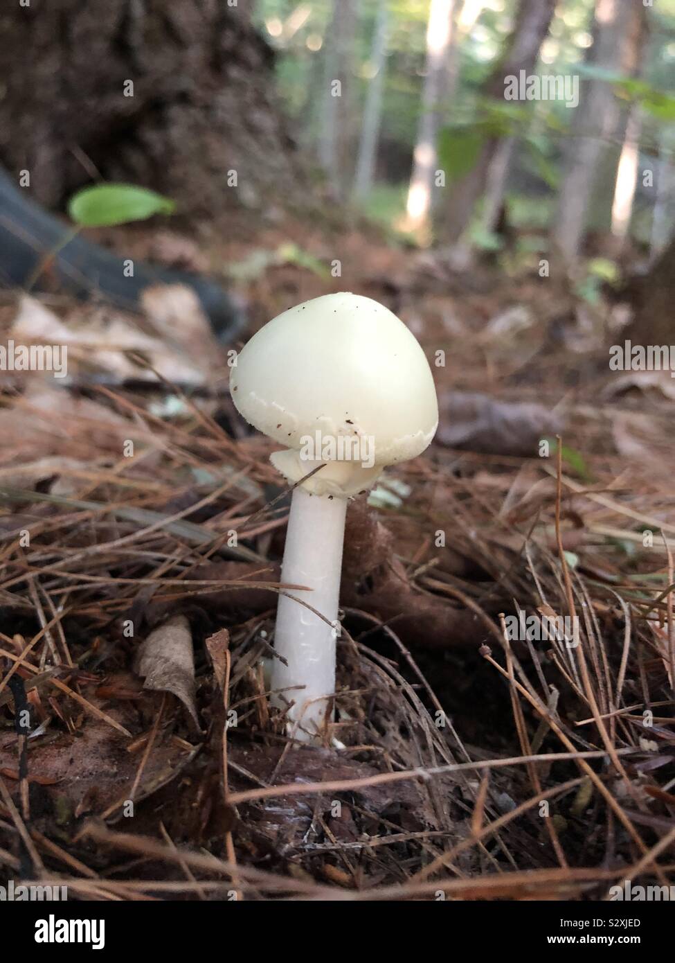 A small white mushroom in the woods in the autumn Stock Photo