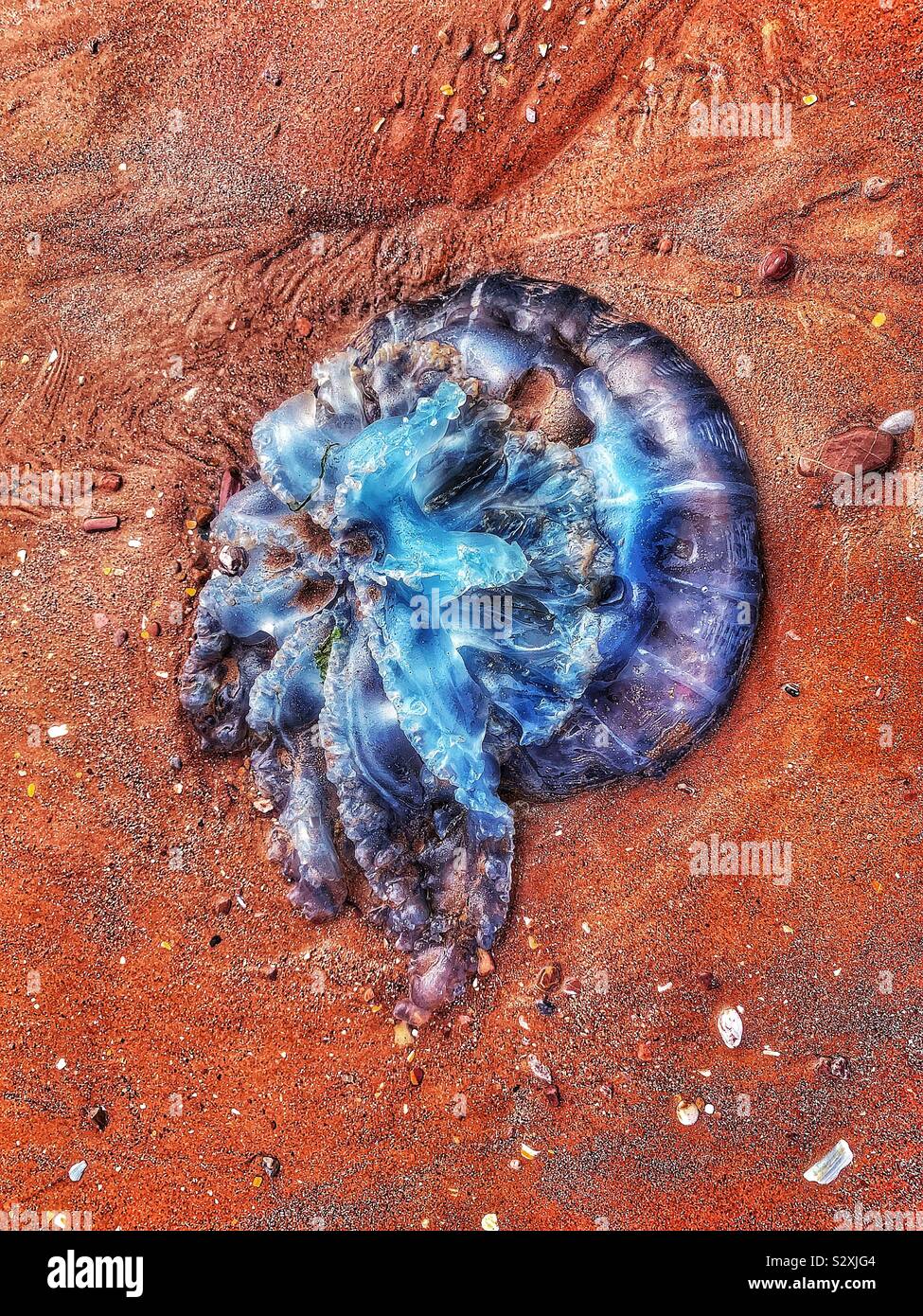Washed up jellyfish on a red sand beach Stock Photo