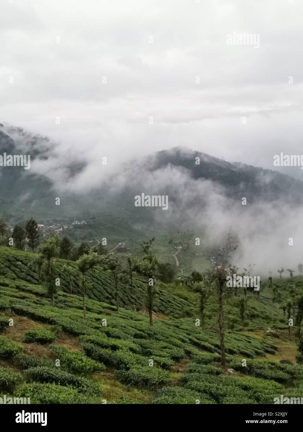 Minbar Tea plantations in the mist. - Smartphone Captured Stock Image