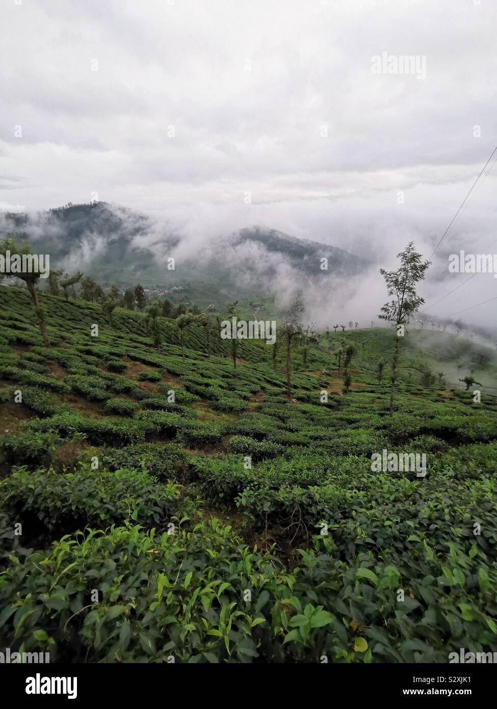 Munnar Tea plantations in the mist. - Smartphone Captured Stock Image