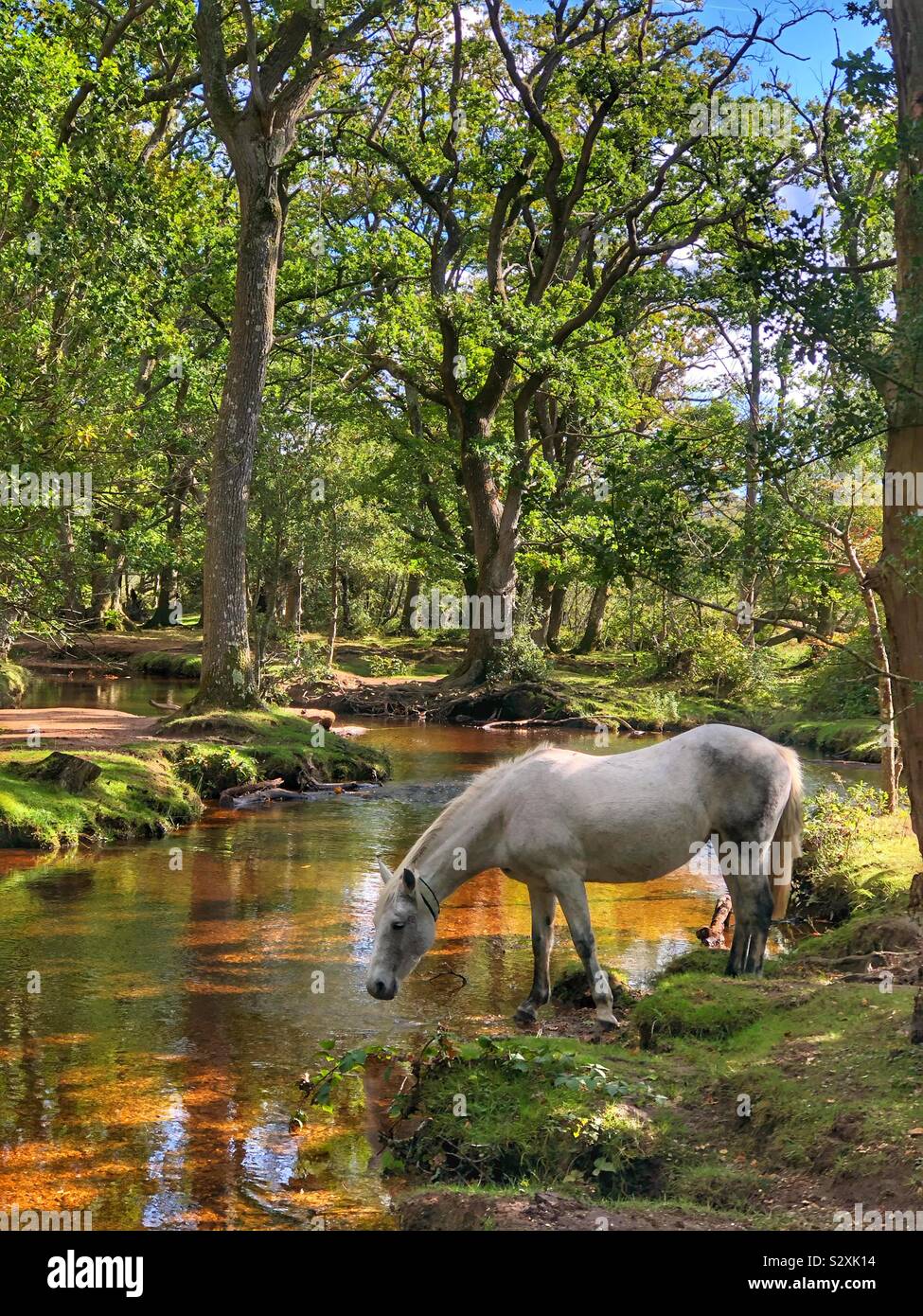 Pony drinking from Ober water stream at New Forest, Hampshire, England - Smartphone Captured Stock Image