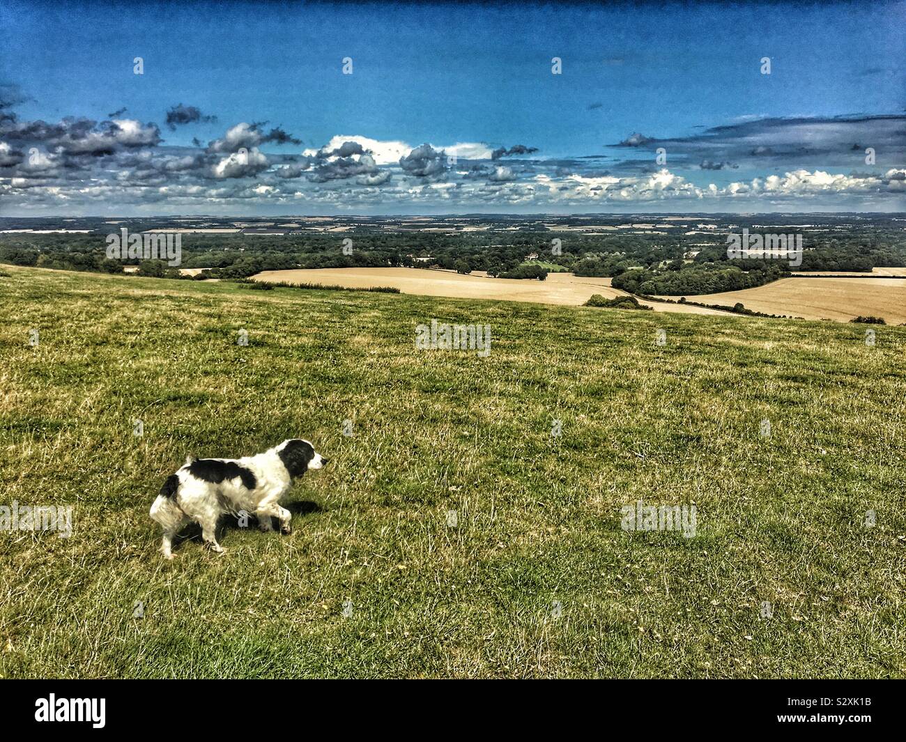Black and white cocker spaniel on Berkshire downland pasture on a fine summer day looking towards Oxfordshire Stock Photo