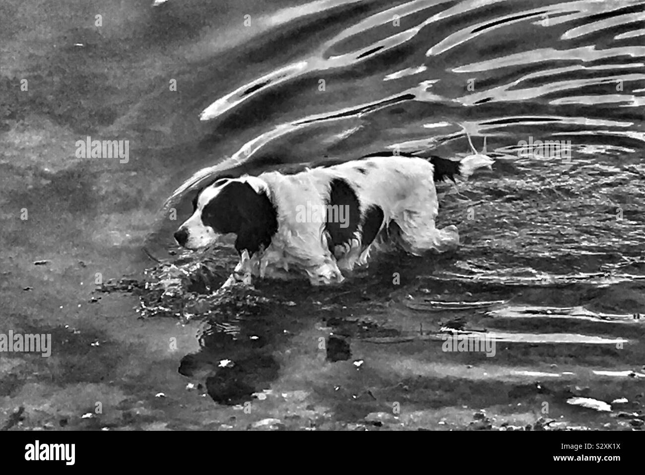 Black and white cocker spaniel dog wading through a pond creating ripples in the water - Smartphone Captured Stock Image