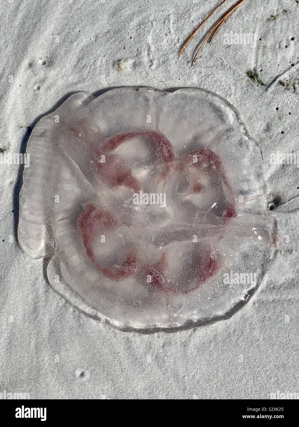 Moon jelly fish with pink center on white sand beach Stock Photo