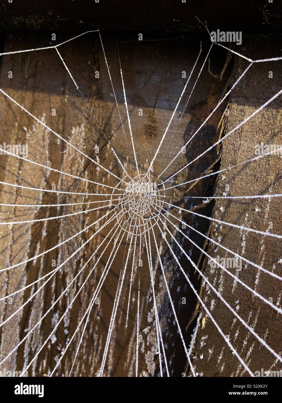 Rusty Web Frosty spiders web Stock Photo - Alamy
