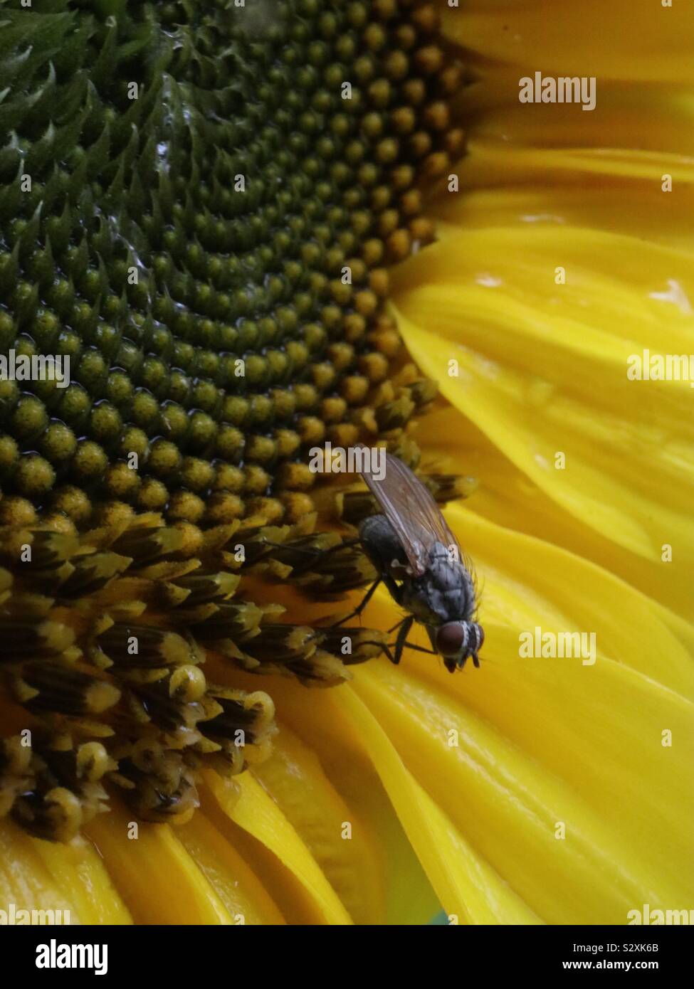 Common Sunflower, House Fly - Smartphone Captured Stock Image