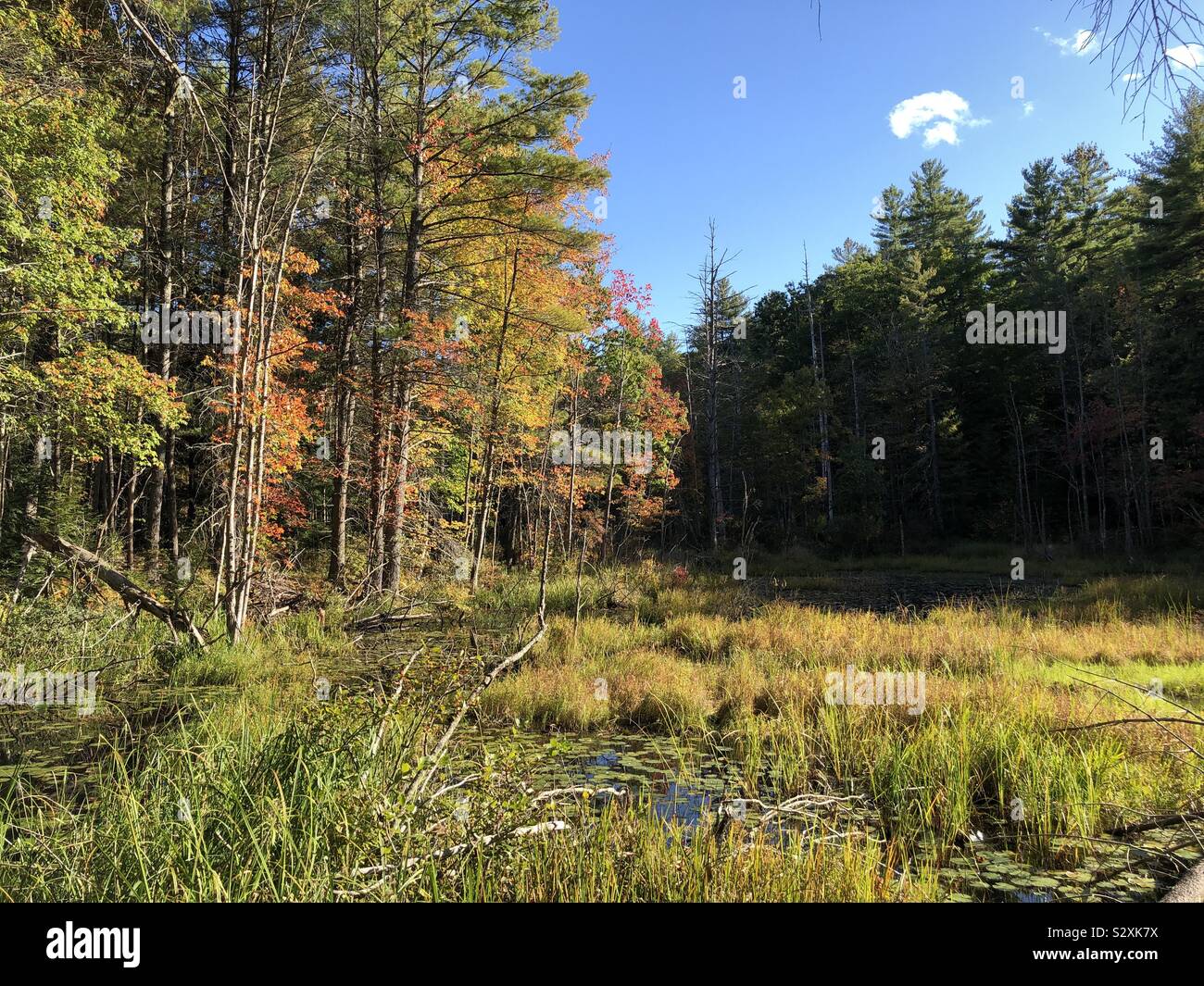Colorful trees in the marsh in the autumn - Smartphone Captured Stock Image