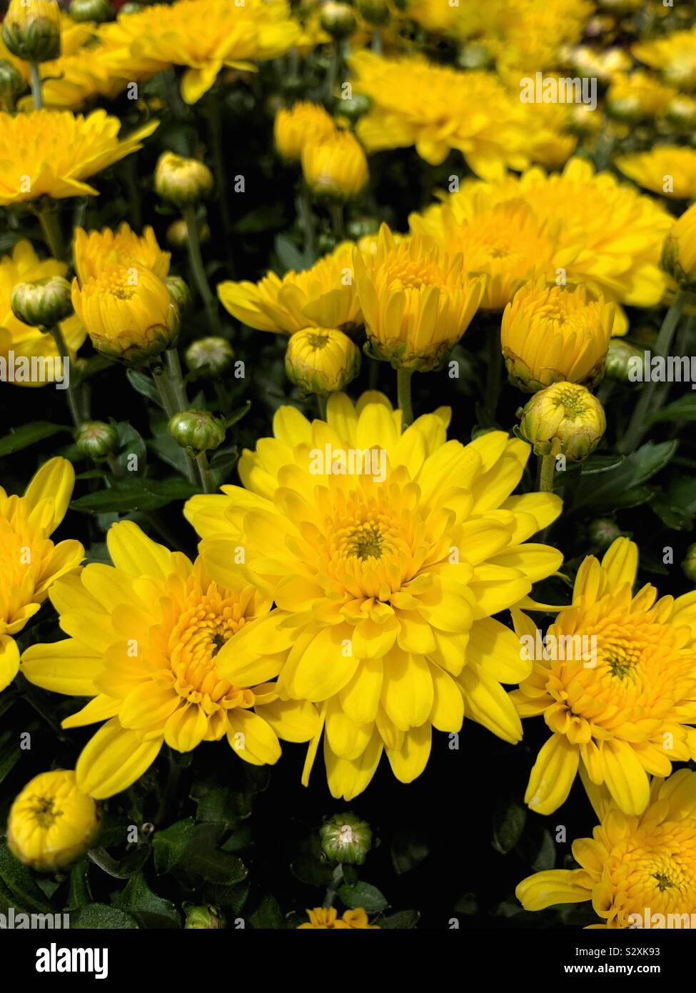 Yellow mums blossoms growing in a garden. - Smartphone Captured Stock Image
