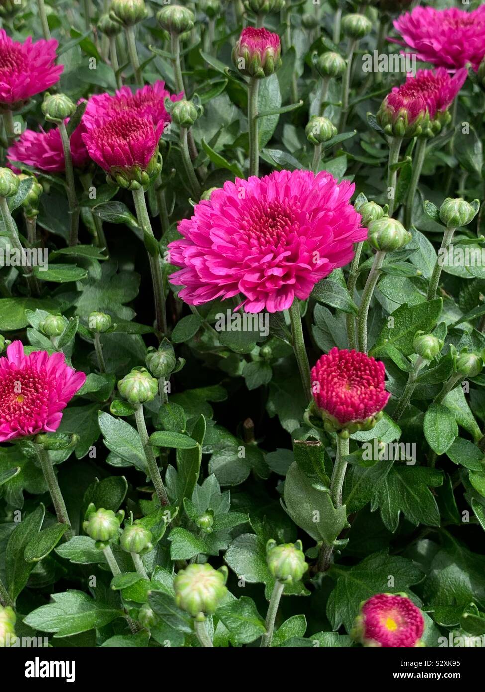 Hot pink mums blossoms growing in a garden. - Smartphone Captured Stock Image