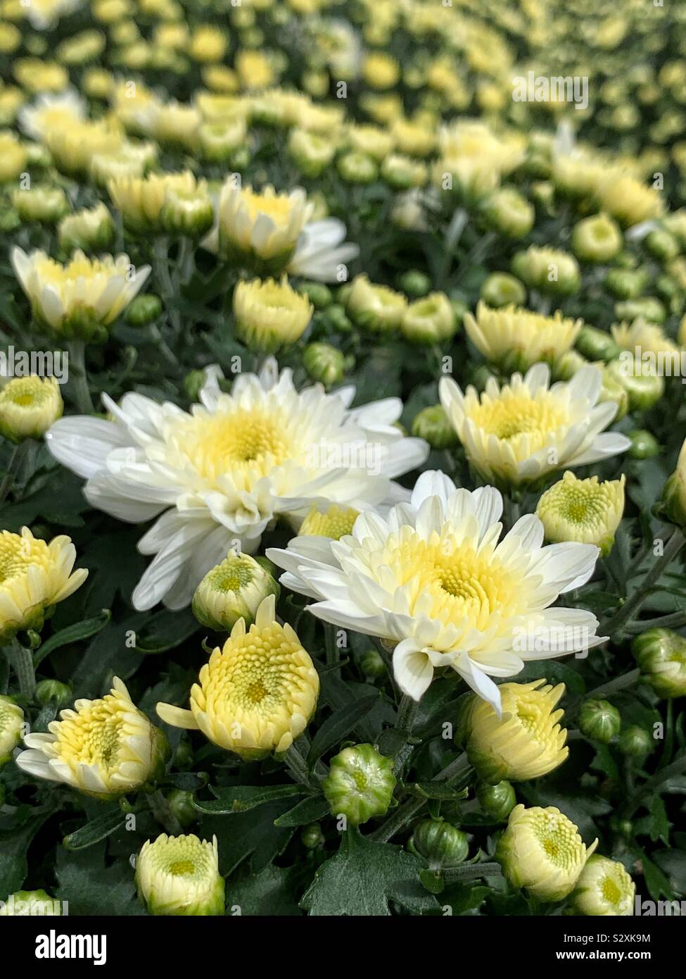 White mums hires stock photography and images Alamy