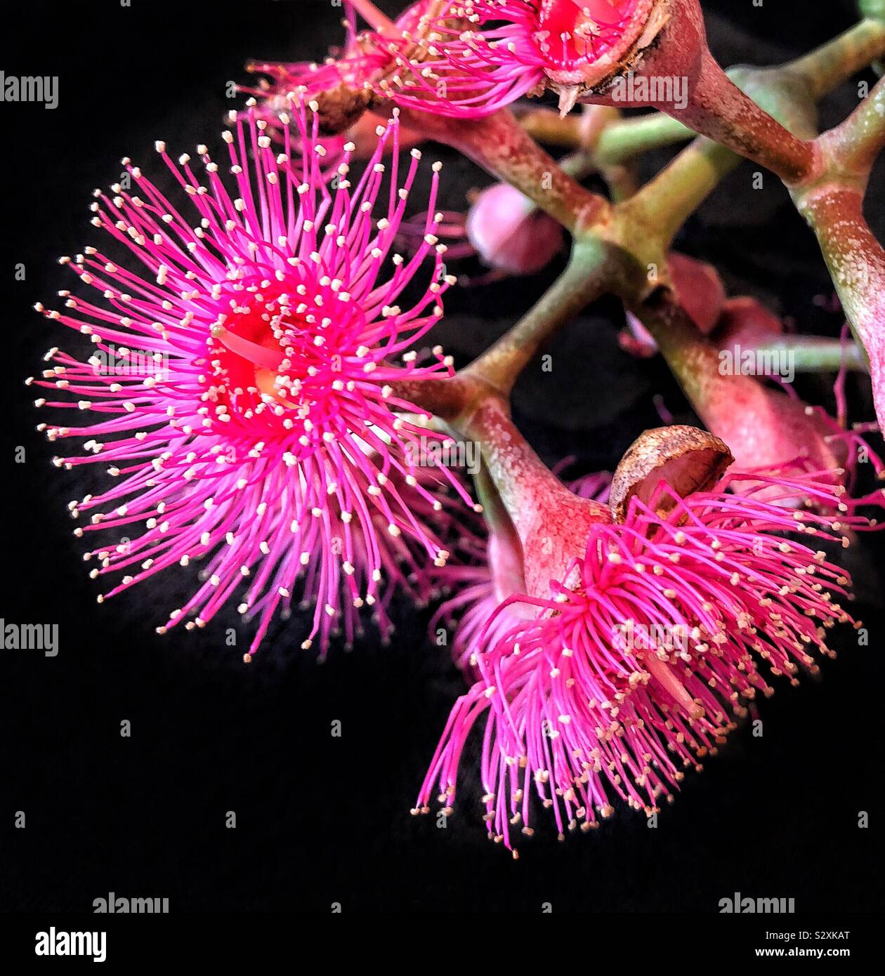 Red/ Pink Flowering Gum - Corymbia ficifolia - Smartphone Captured Stock Image