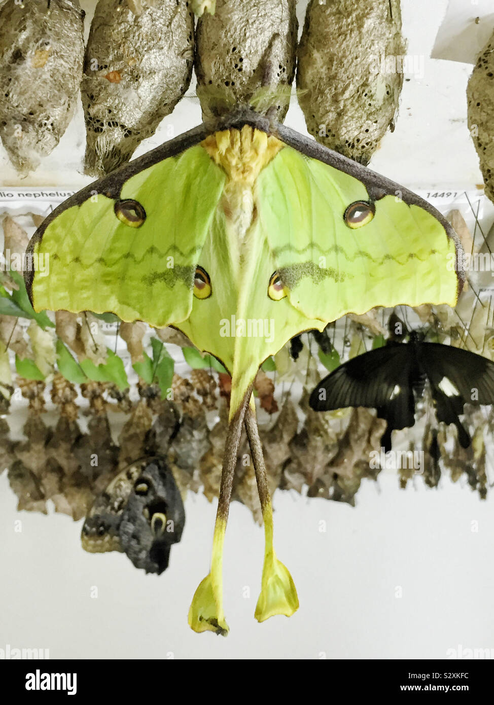 A Lime Green Colored Luna Moth Just Emerged From Its Chrysalis And Is Hanging On To It Until Its Wings Are Dry It Will Then Take Flight For The First Time Stock A Lime Green Colored Luna Moth Just Emerged From Its Chrysalis And Is Hanging On To It Until Its Wings Are Dry It Will Then Take Flight For The First Time Stock