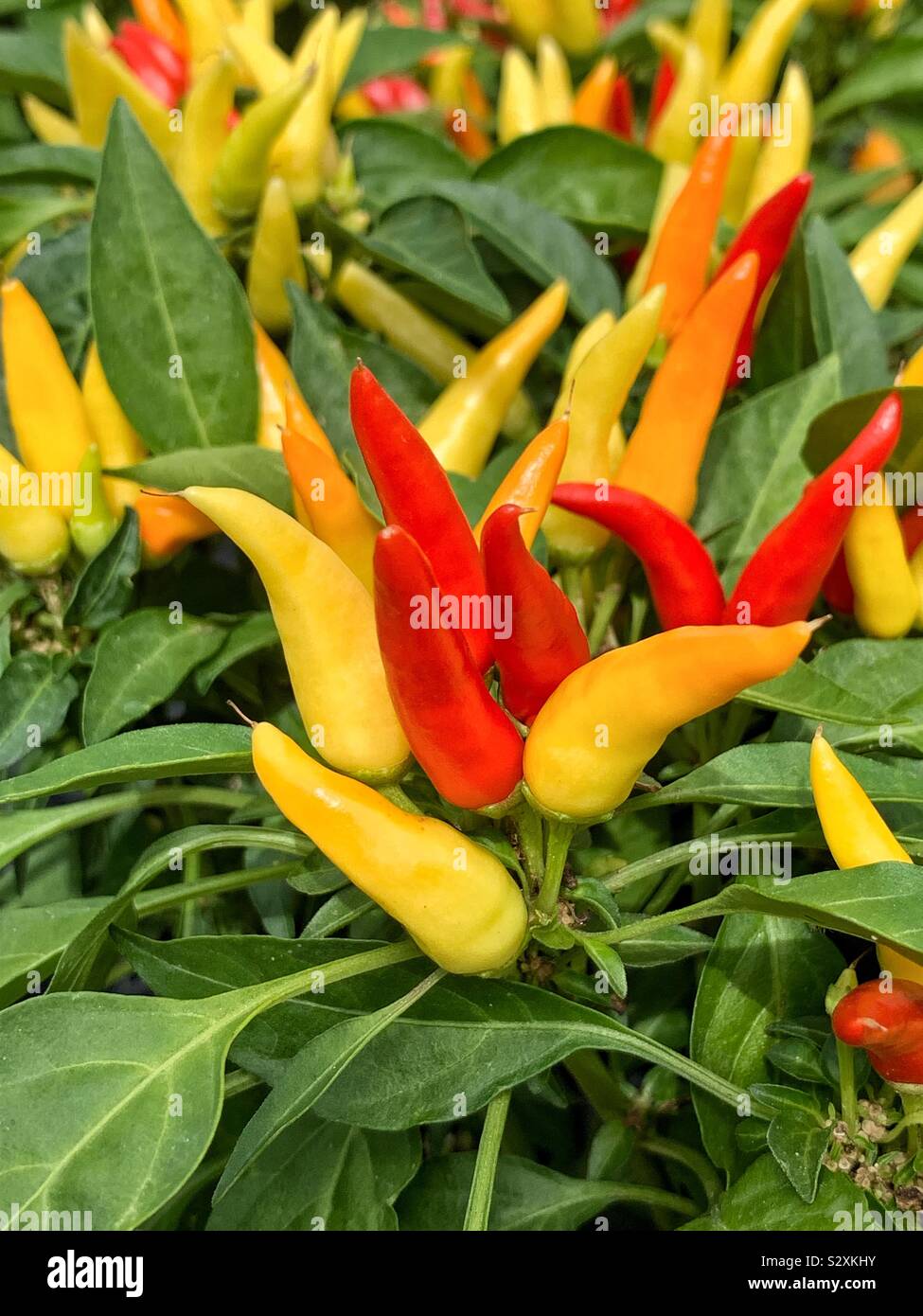 Red and yellow ornamental peppers growing in the summer sun. Stock Photo
