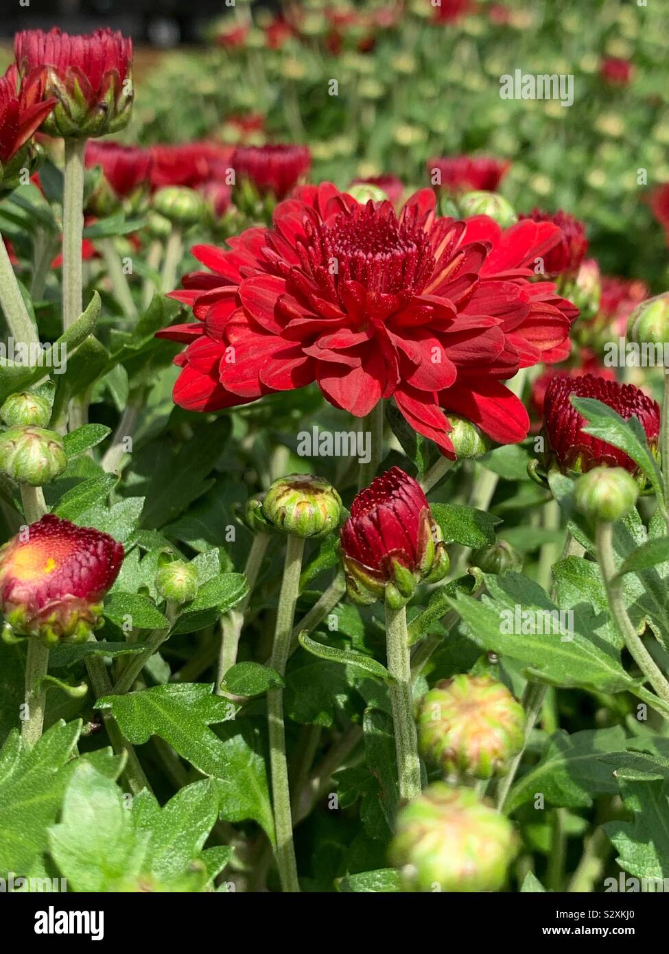 Red mums blossom growing in a sunny summer garden. - Smartphone Captured Stock Image