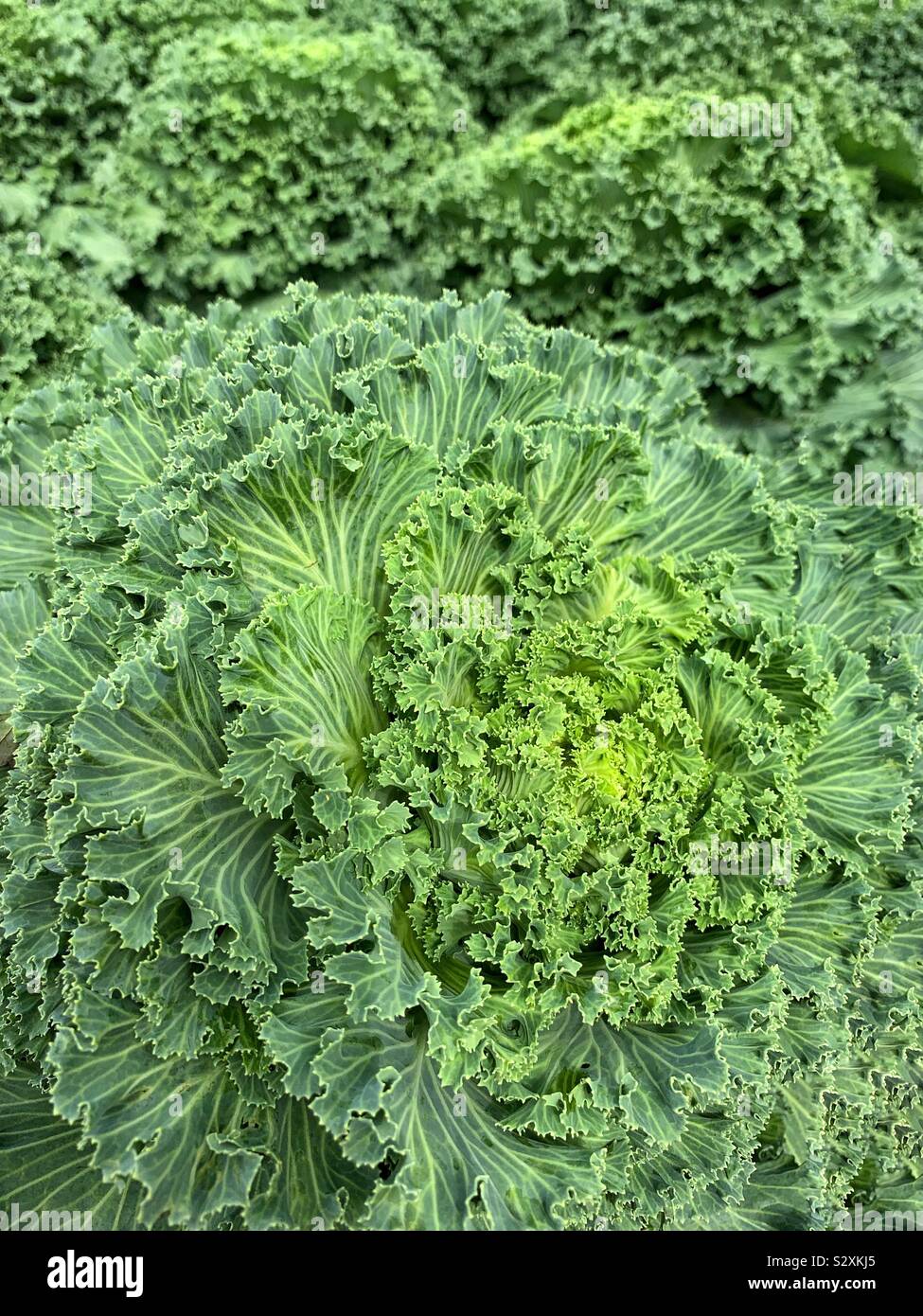 Huge head of cabbage growing in the summer sun. - Smartphone Captured Stock Image
