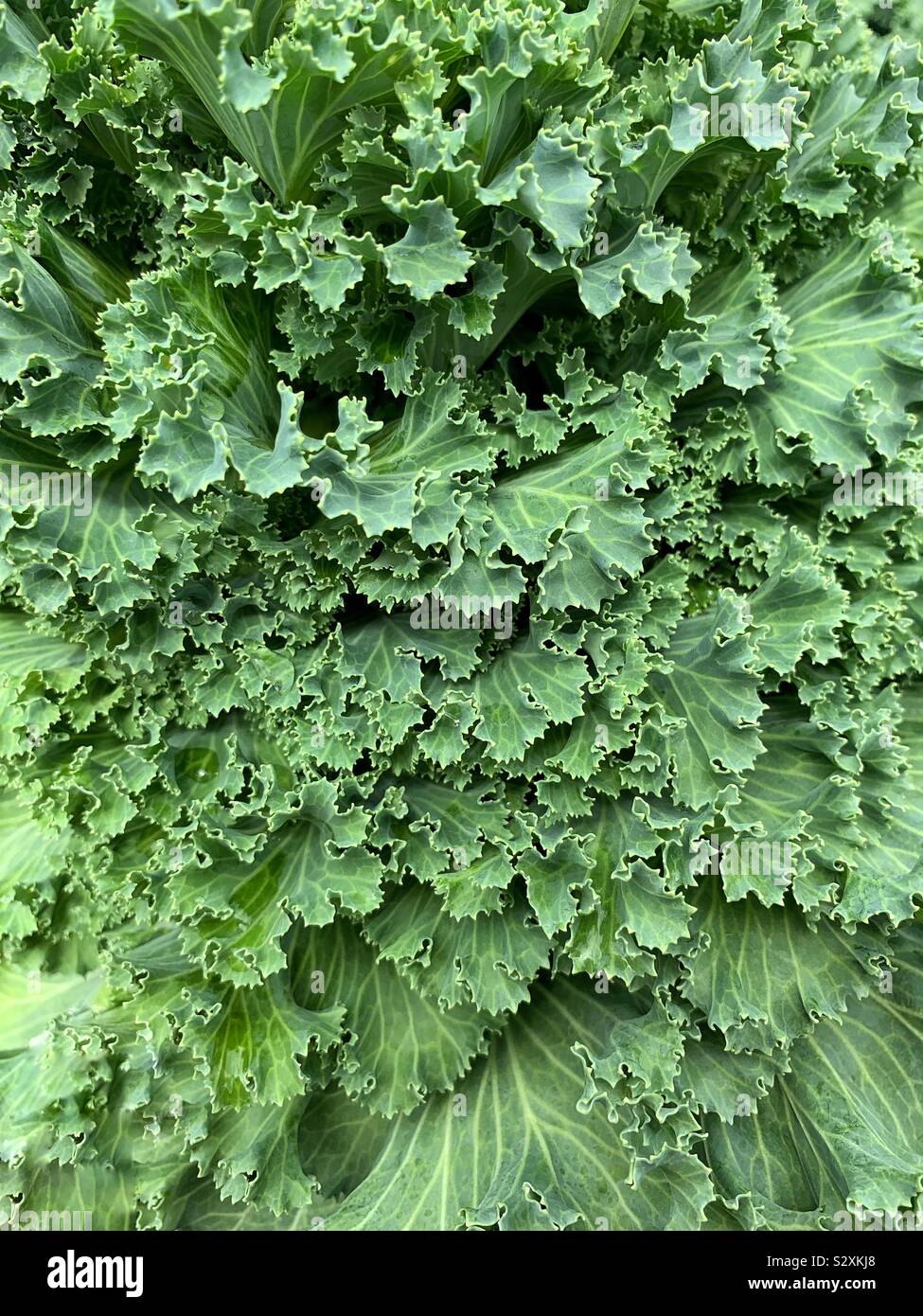 Closeup of beautiful summer green kale growing in the summer garden. - Smartphone Captured Stock Image