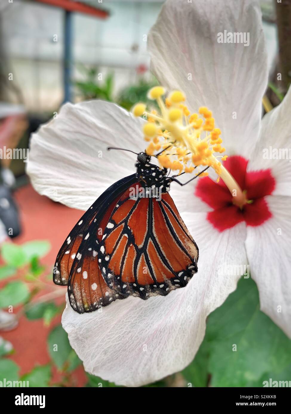 The Monarch (Danaus plexippus) butterfly on a hibiscus flower Stock