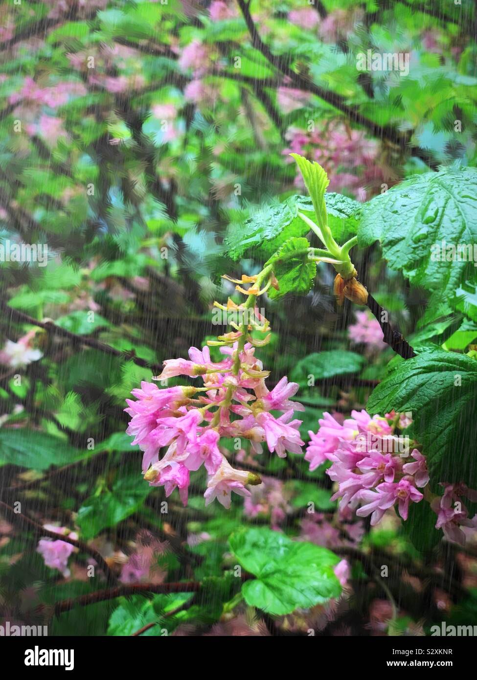 The pink Neillia sinensis Oliv. in the rain / 中華繡綫梅。 別名南華梨。 Stock Photo