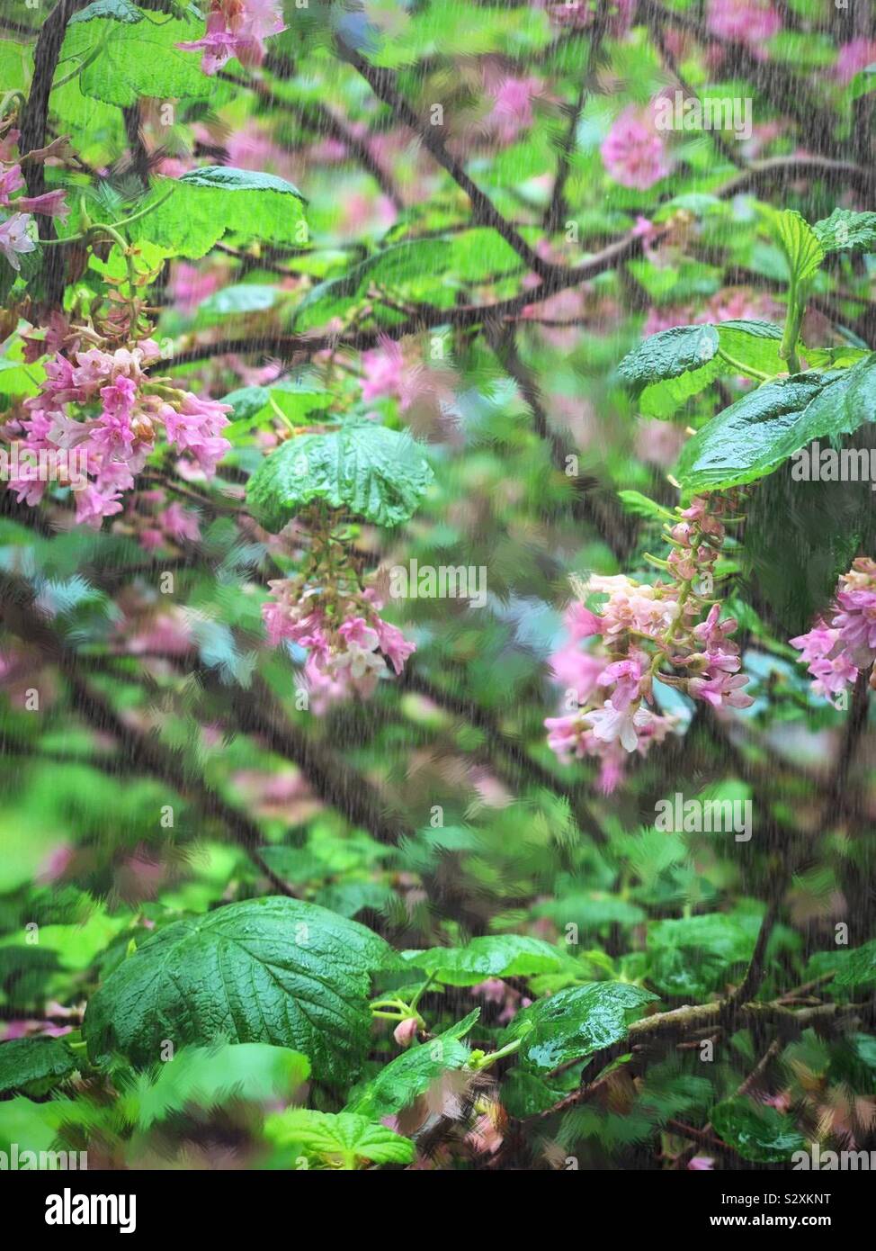 The pink Neillia sinensis Oliv. in the rain / 中華繡綫梅。 別名南華梨。 Stock Photo