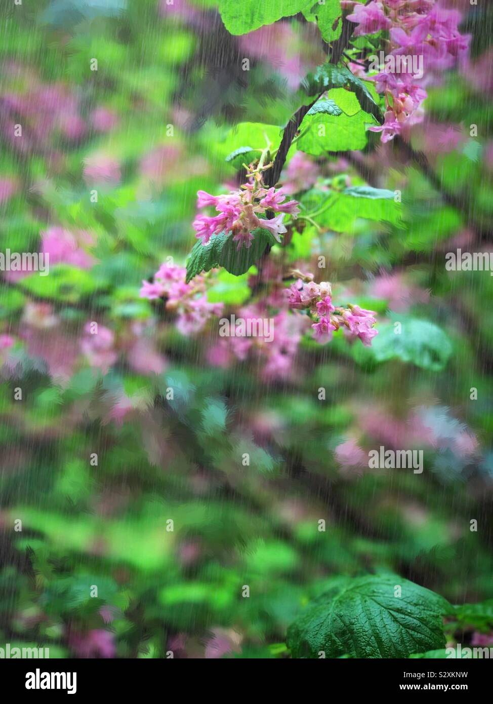 The pink Neillia sinensis Oliv. in the rain / 中華繡綫梅。 別名南華梨。 Stock Photo