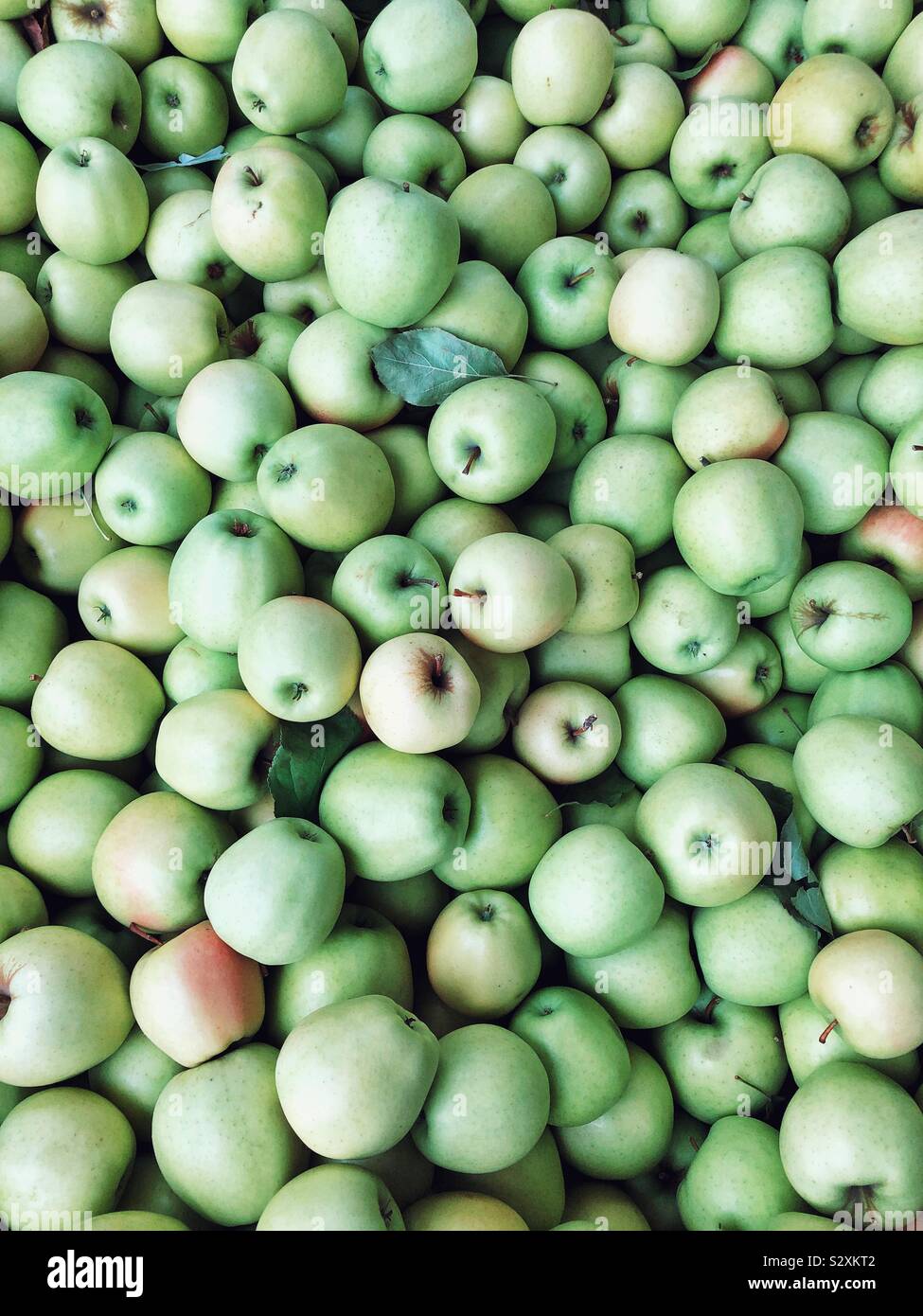 Plentiful harvest of Granny Smith apples Stock Photo