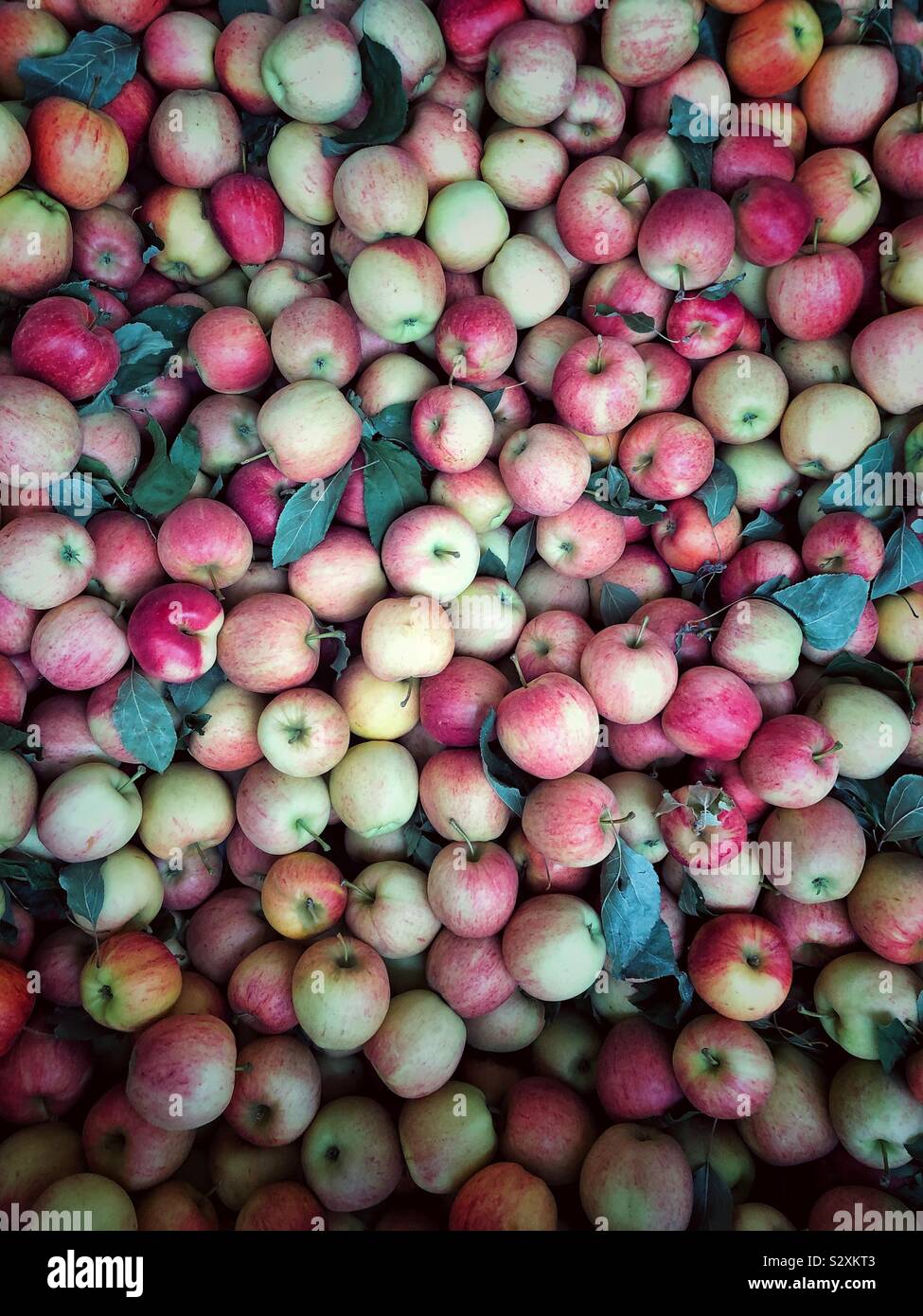 Plentiful harvest of famous Washington state Gala apples Stock Photo