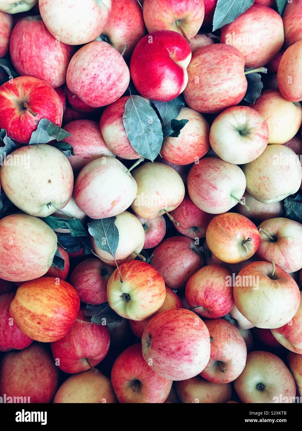 Plentiful harvest of famous Washington state Gala apples Stock Photo