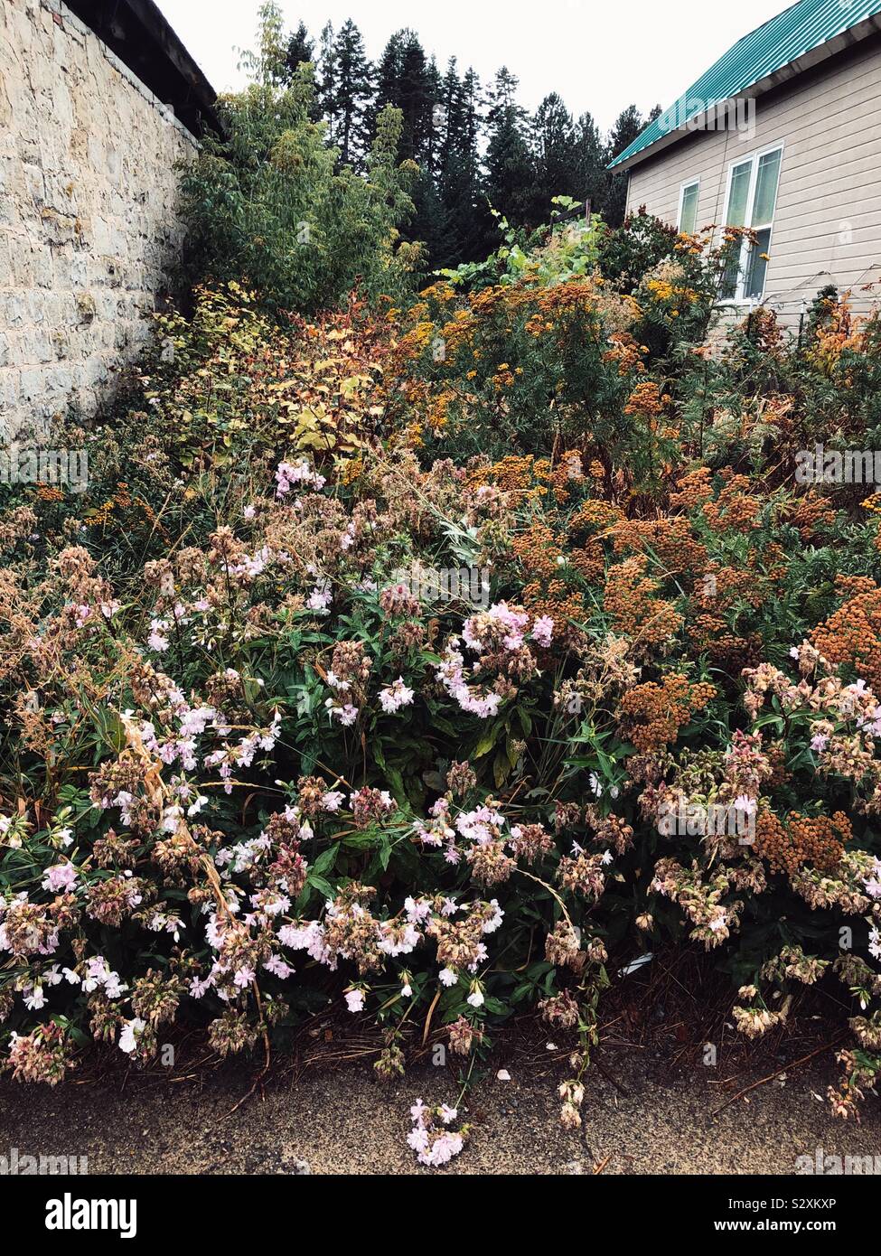 Overgrown weeds hi-res stock photography and images - Alamy